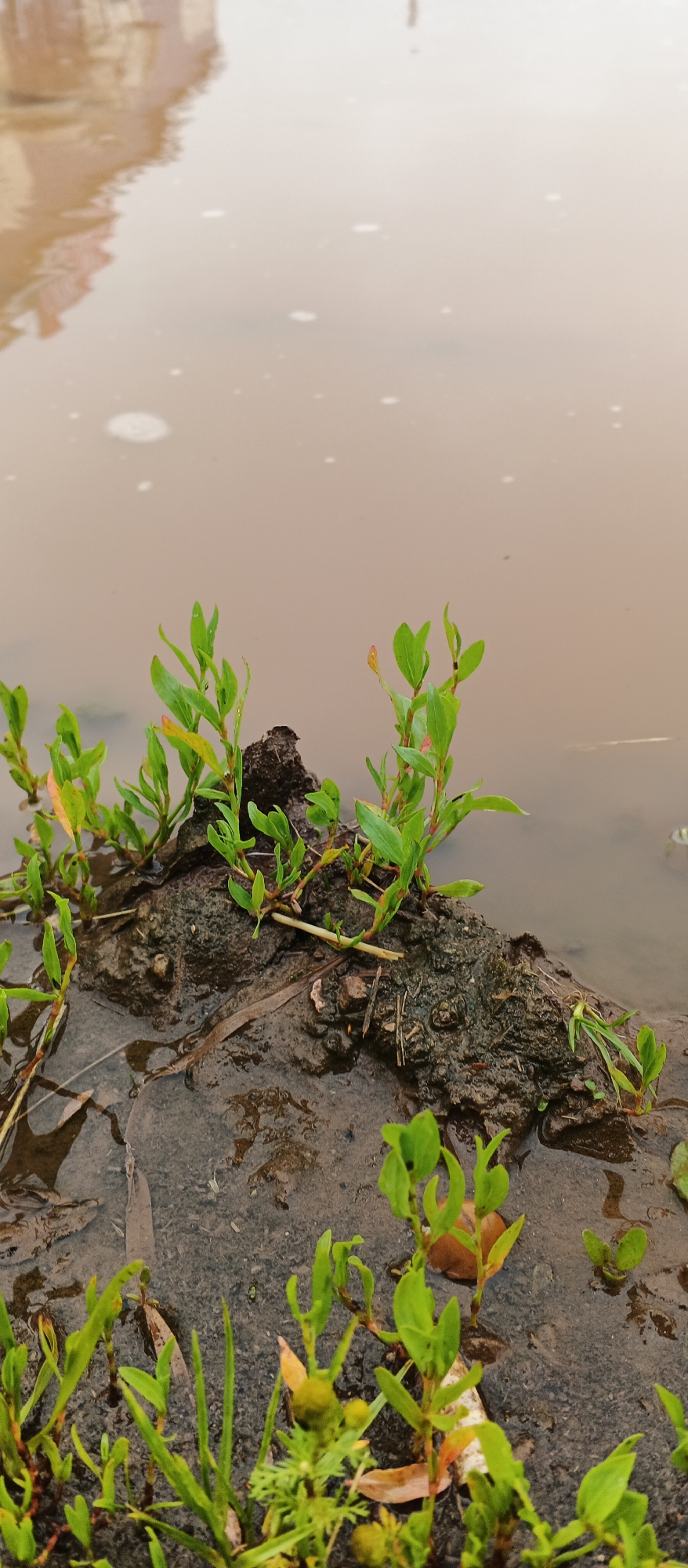 The image captures a close-up view of a muddy bank with small green plants growing along its edge. The water in the foreground is murky and reflects a blurred structure, possibly a building, in the upper left quadrant. The scene appears to be outdoors, in an area that is likely wet and possibly recently flooded. There are no people visible in the image. The environment suggests a natural setting with vegetation and water.