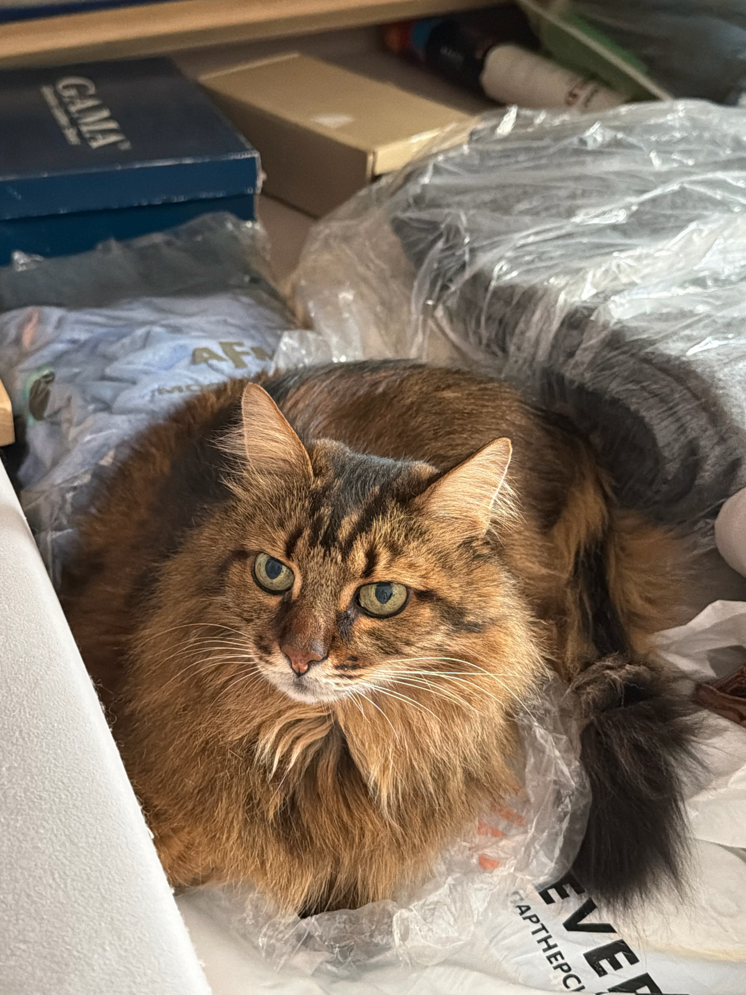 A long-haired tabby cat with green eyes is curled up on a white plastic bag. The cat's fur is a mix of brown, black, and orange. Its tail is long and bushy, with dark grey tips. The cat is looking to the left with a curious expression. In the background, there are several boxes and plastic bags, suggesting the scene may be in a storage area or a cluttered room. The lighting is bright and appears to be coming from above. The image is taken from a slightly high angle, looking down at the cat. There are no people visible in the image.