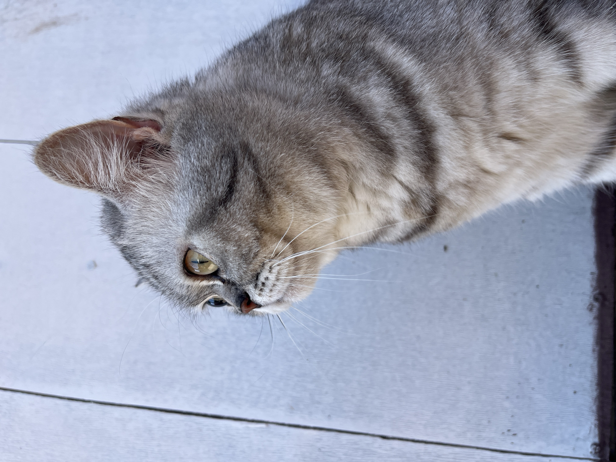 A close-up, overhead shot features a gray tabby cat lying on a surface of white tiles. The cat is facing towards the left side of the frame. The cat's fur has a striped pattern, and it has one visible yellow eye and white whiskers. The surface the cat is lying on appears to be a tiled floor or countertop. The location is unknown, it is not possible to tell the location from the provided image.