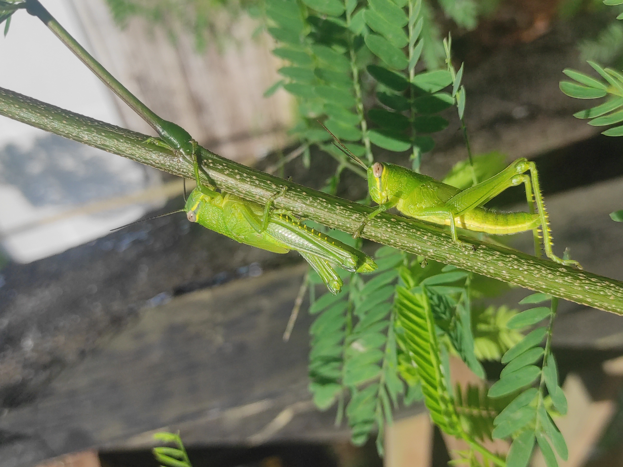 The image shows two bright green grasshoppers on a green plant stem with fern-like leaves. One grasshopper is positioned horizontally on the stem, facing right, while the other is hanging upside down, also on the stem, facing left. A third insect, appearing thinner and slightly darker green, is also on the same stem. The background includes blurry foliage and a grayish, weathered wooden surface. The location, Lhokseumawe, Indonesia, is not deducible from the image itself but assumed based on external information.