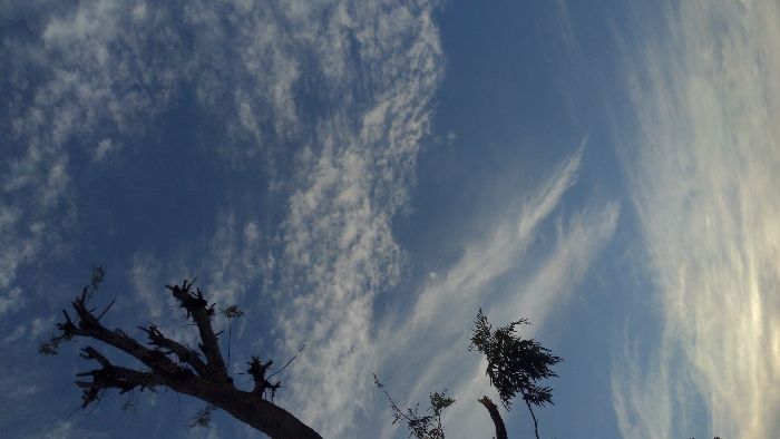 A vibrant blue sky is scattered with wispy cirrus clouds and patches of smaller cumulus clouds. Two silhouetted trees occupy the lower portion, one bare with many short branches, the other, a pine with dense foliage. The sunlight casts a bright glow towards the right side of the frame, creating subtle shadows within the cloud formations.