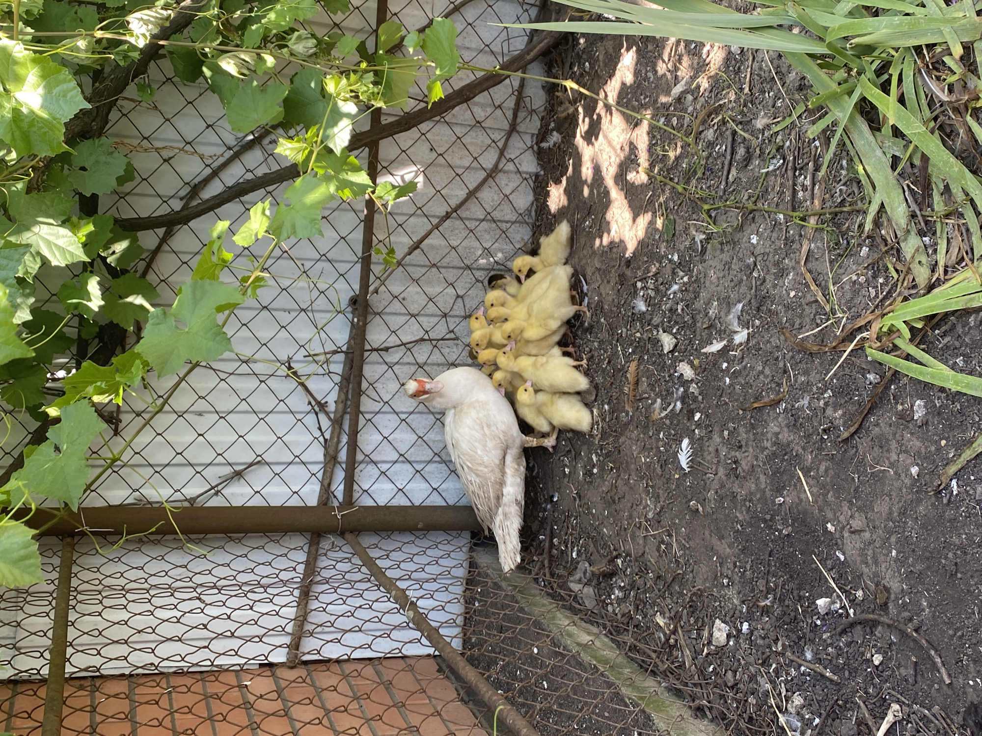 A white adult duck stands in a dirt enclosure next to a cluster of yellow ducklings. A wire fence encloses the area, which is partially covered by the leaves of a grape vine. The ground is covered with dirt, small stones, and scattered feathers. A section of a red brick wall is visible to the left of the enclosure. The scene appears to be in a rural or backyard setting, consistent with the location of Kisliakovskaya, Russia.