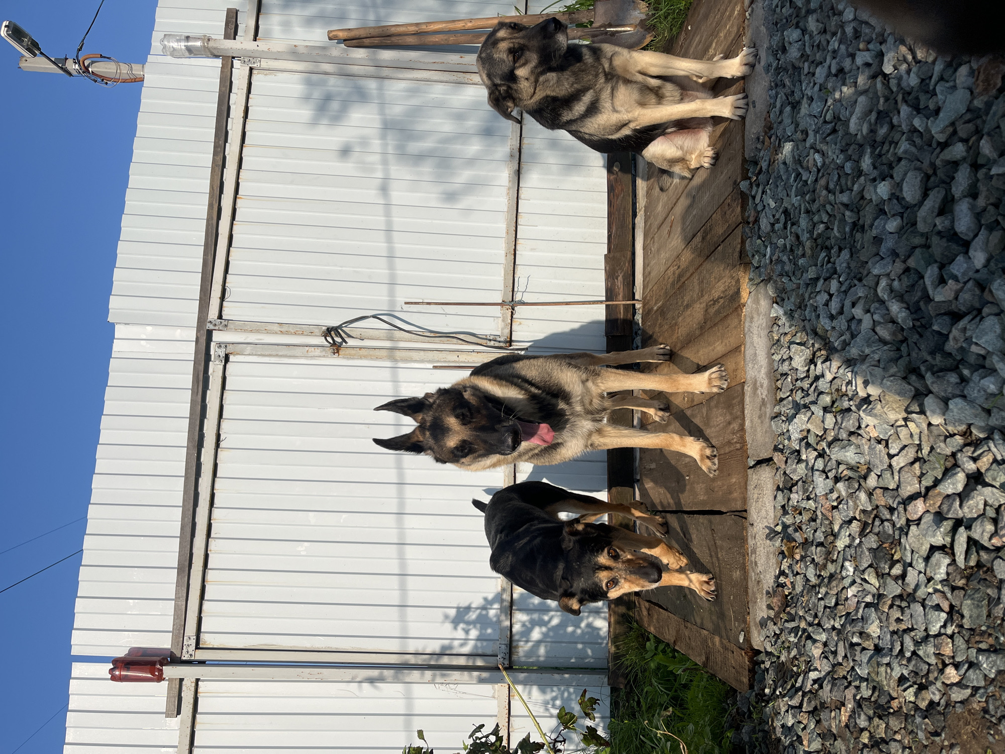 Three dogs stand on a wooden platform in front of a corrugated metal fence under a clear blue sky. A red plastic bottle is attached to a post on the left side of the fence. To the right of the fence, two shovels lean against the structure. The ground in front of the platform is covered with small gray stones. The scene appears to be an outdoor, possibly a yard or alleyway, in the city of Nizhny Tagil, Russia. The lighting suggests it is daytime, likely morning or late afternoon due to the long shadows cast.