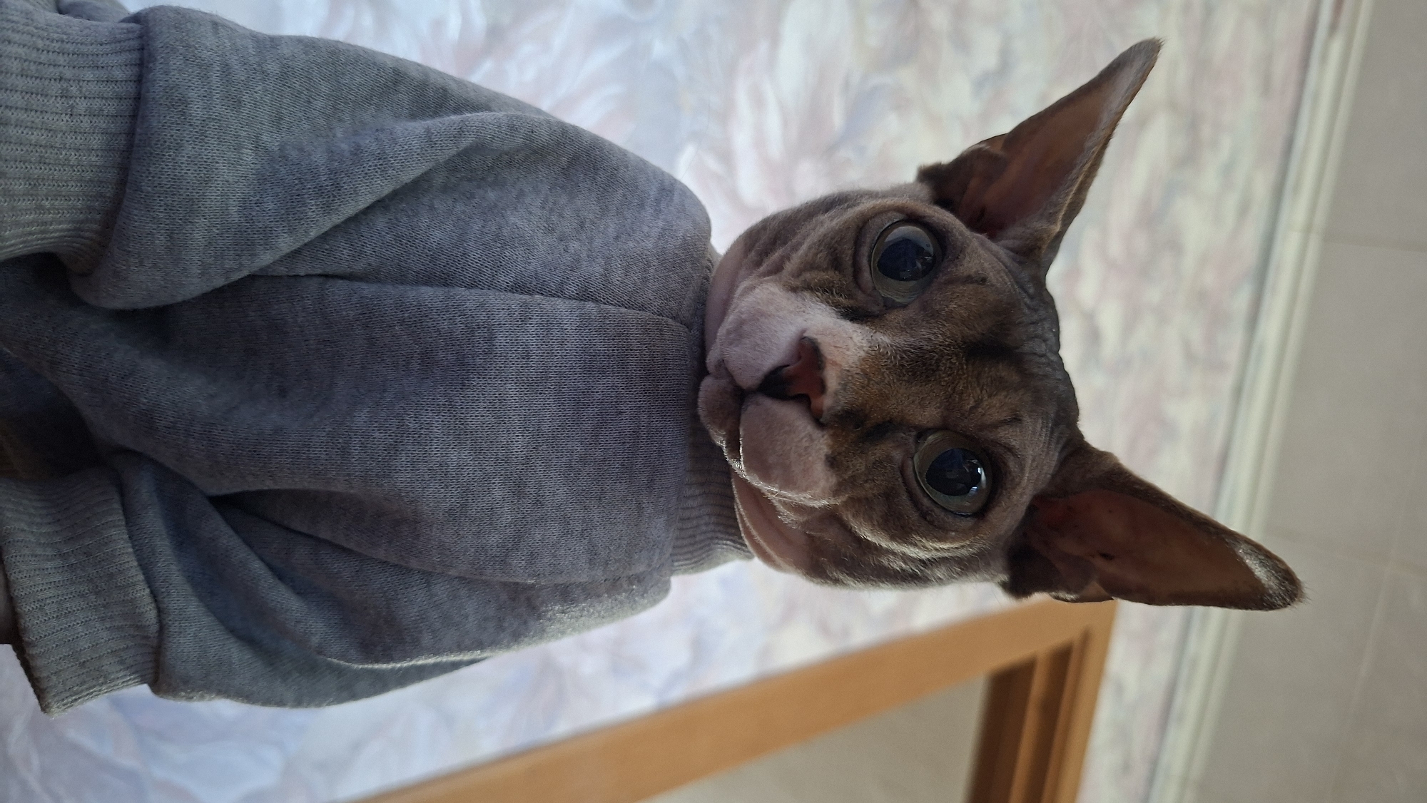 A close-up, angled shot captures a Sphynx cat wearing a grey sweater. The cat's head is tilted, with large, round eyes dominating the frame. Its skin is a mottled brown and pink. The grey sweater has a ribbed cuff visible. The background appears to be a blurry mix of white and brown tones, possibly a textured wall or surface. A wooden frame is partially visible in the lower right corner. The location is potentially a domestic setting in Забалоцкі сельскі Савет, Belarus.