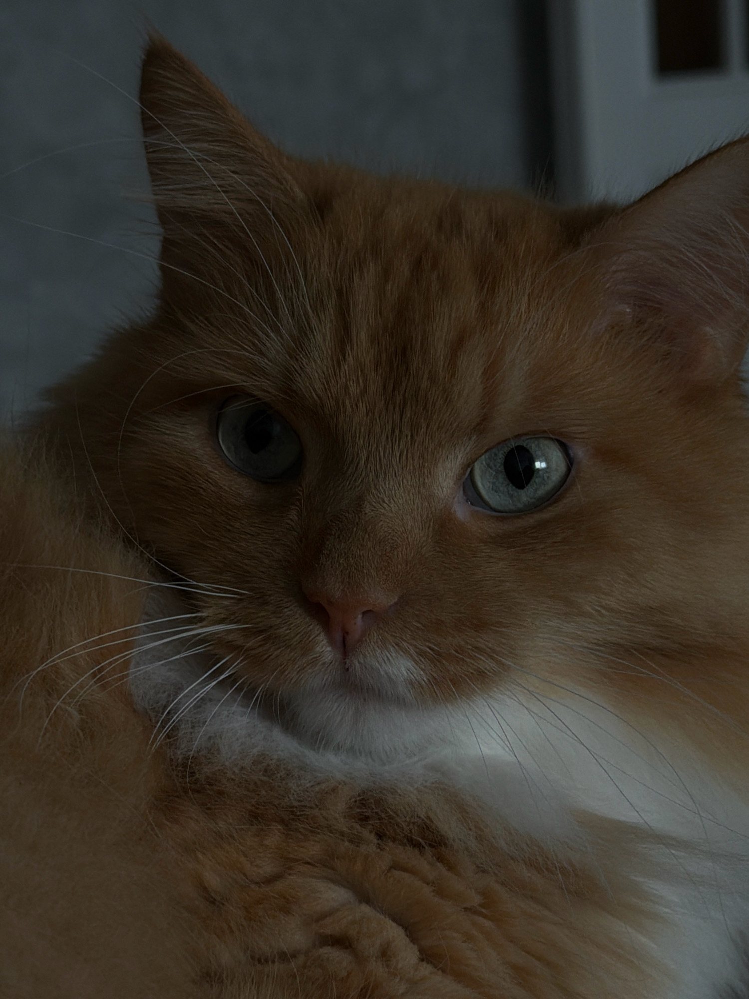 This is a close-up, eye-level, vertical, medium shot of an orange cat's face. The cat is facing the camera and appears to be resting. The cat's fur is a light orange with some white fur visible around its neck and muzzle. The cat has large, green eyes with black pupils, and its whiskers are long and white. The background is dark and out of focus, with hints of a pale gray wall and a dark vertical element on the right side of the frame. The lighting is dim, casting shadows on the cat's face and emphasizing its eyes. The image does not contain any identifiable landmarks or elements that would place it specifically in the city of Hrodna, Belarus.