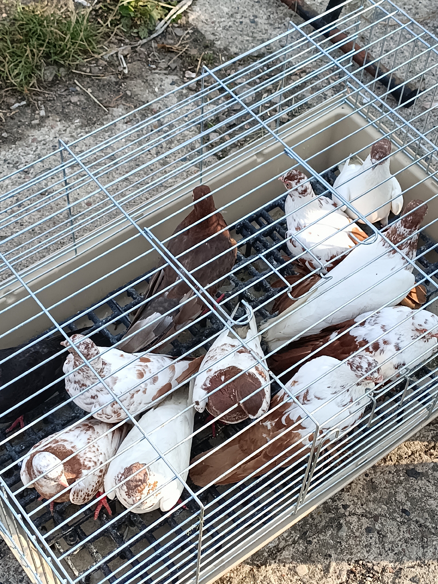 The image shows several pigeons in a metal cage, placed outdoors on a ground composed of gravel and dirt. The pigeons have white and brown plumage. The cage is rectangular and has a beige plastic bottom with a black grating. The cage is positioned on the ground, which is covered with small stones and dirt, with some patches of dry grass visible in the upper left corner of the image. The scene appears to be in an outdoor setting, possibly a yard or an unpaved area. There is no indication of the city of Łosice, Poland, within the image itself.