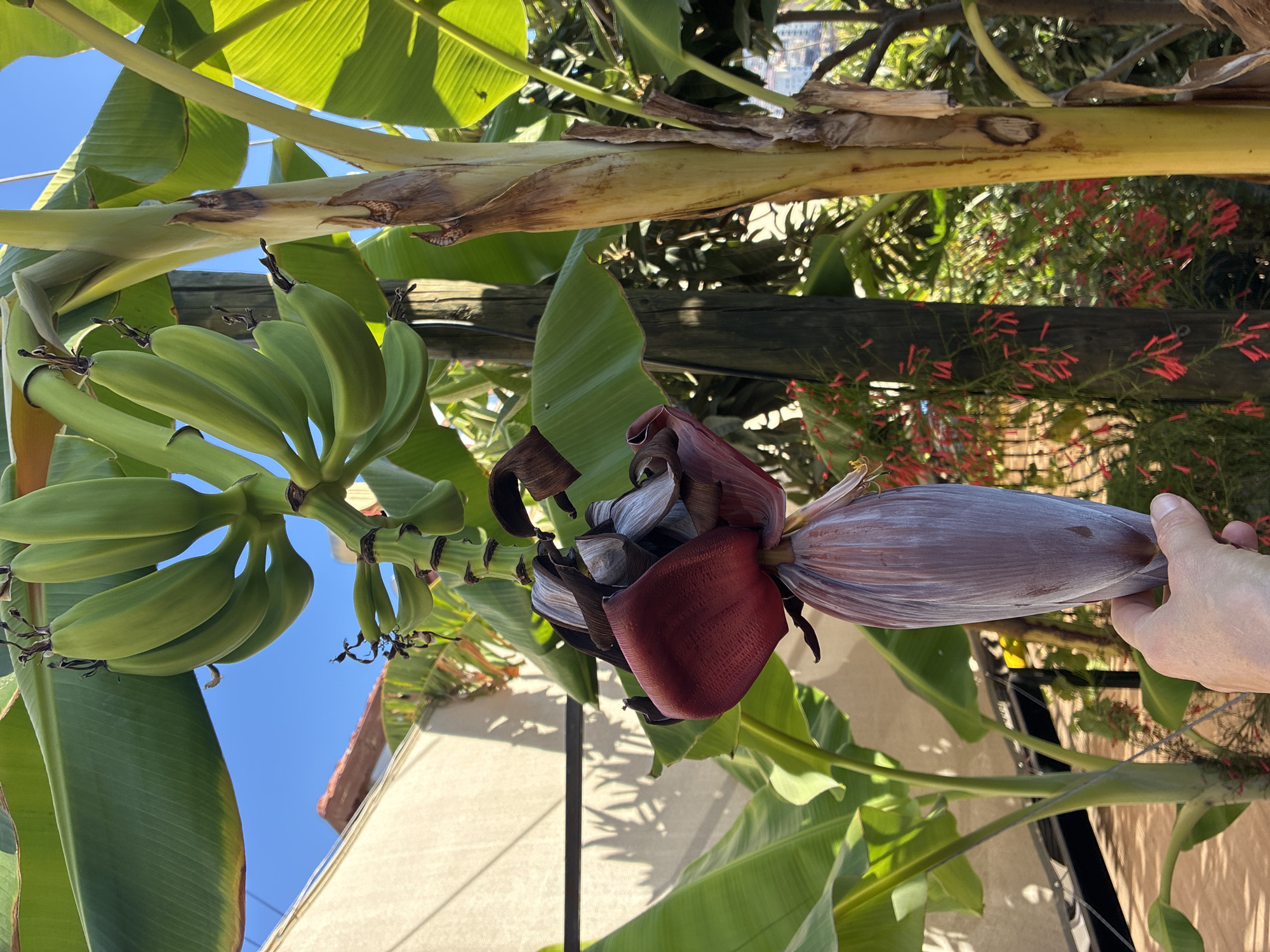 A person's hand is holding a banana blossom. The blossom is purplish-pink and elongated, with layers of bracts. Above it, a bunch of green, immature bananas hangs from a thick stalk. Large, green banana leaves form the background, with a bright blue sky visible between them. A portion of a light-colored building with a red-tiled roof is also in the background, along with the trunk of a banana tree and some red flowers on a vine. The scene appears to be outdoors.