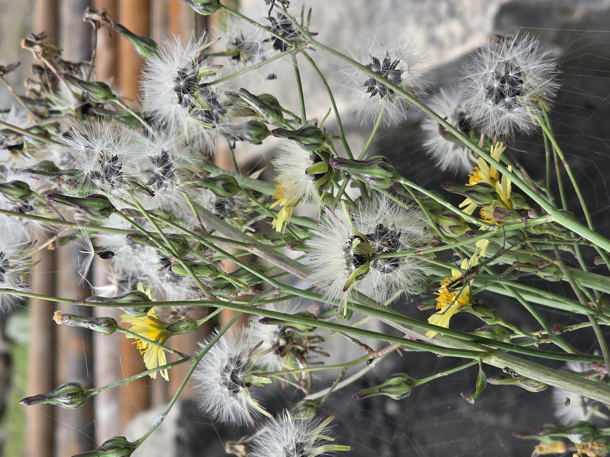 A close-up, vertical shot focuses on a cluster of dandelion-like plants with both unopened buds and fluffy seed heads. Some small yellow flowers are also visible. The plants are supported by green, stalk-like stems, some of which have purple tinges. The background is blurred, showing wooden planks and a greyish, rocky surface. Delicate spiderwebs are interwoven throughout the plants, with a few small spiders visible. One larger spider with striped legs is perched on a yellow flower. The overall scene is natural and slightly wild, suggesting an outdoor environment.