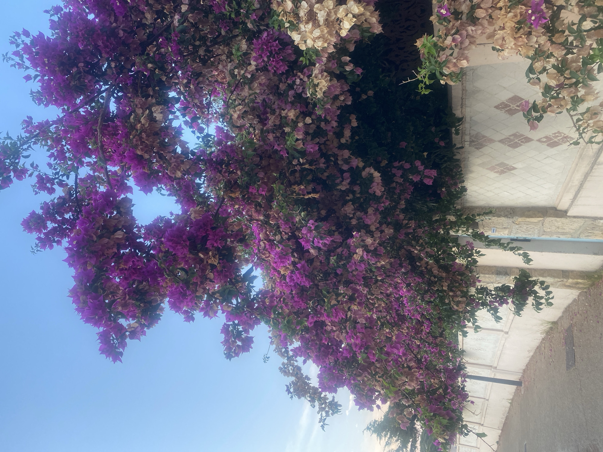 A tree with vibrant purple bougainvillea flowers cascades over a low, white stucco wall in Antibes, France. The wall has a decorative pattern of diamond shapes in a reddish-brown color. To the left of the wall is a paved walkway with a street light and a drain cover. The sky above is a clear, light blue, with a few faint clouds. The bougainvillea is dense and abundant, with some flowers appearing dry and faded to a beige color. The overall scene evokes a sense of Mediterranean beauty and tranquility.