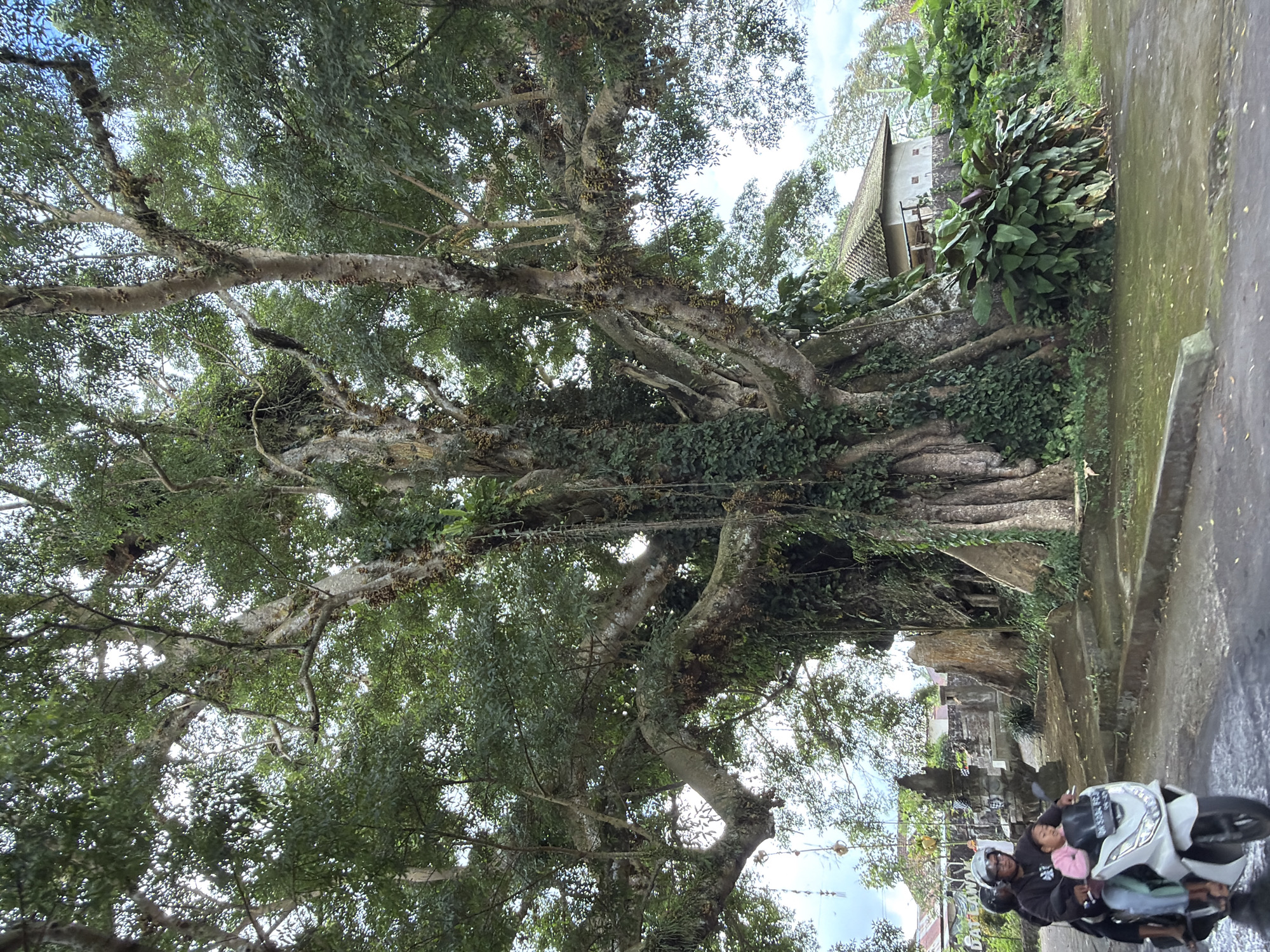 A family of three rides a white scooter on a wet, paved road in front of a massive, ancient banyan tree in Petang, Indonesia. The driver, a man wearing a helmet, is in the front, followed by a woman in the middle and a young child in a pink jacket sitting in front of the woman. The tree, with its thick, gnarled trunk and extensive branches covered in vines and foliage, dominates the right side of the frame. The road appears to have standing water, suggesting recent rainfall. In the background, a traditional Balinese house with a tiled roof is visible, along with other foliage and structures that suggest a rural or semi-rural setting. The sky is overcast.