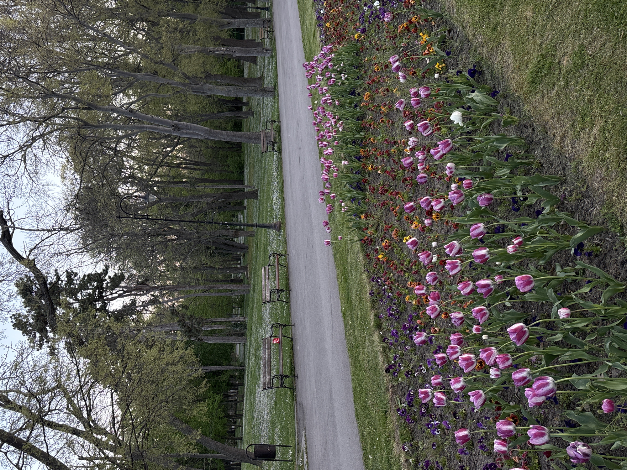 The image depicts a park pathway with flowerbeds in Varna, Bulgaria. The pathway is gray and bordered on one side by a flowerbed of pink and purple striped tulips, pansies in a range of colors, and short green grass. On the other side of the pathway, there are several benches facing the flowerbed, situated on a grassy area with trees. The benches are dark colored with wooden slats. The trees are mostly bare, but some have early spring foliage. A lamppost is visible along the path. The ground in the grassy area has scattered white petals. A trash can is positioned at the edge of the path.
