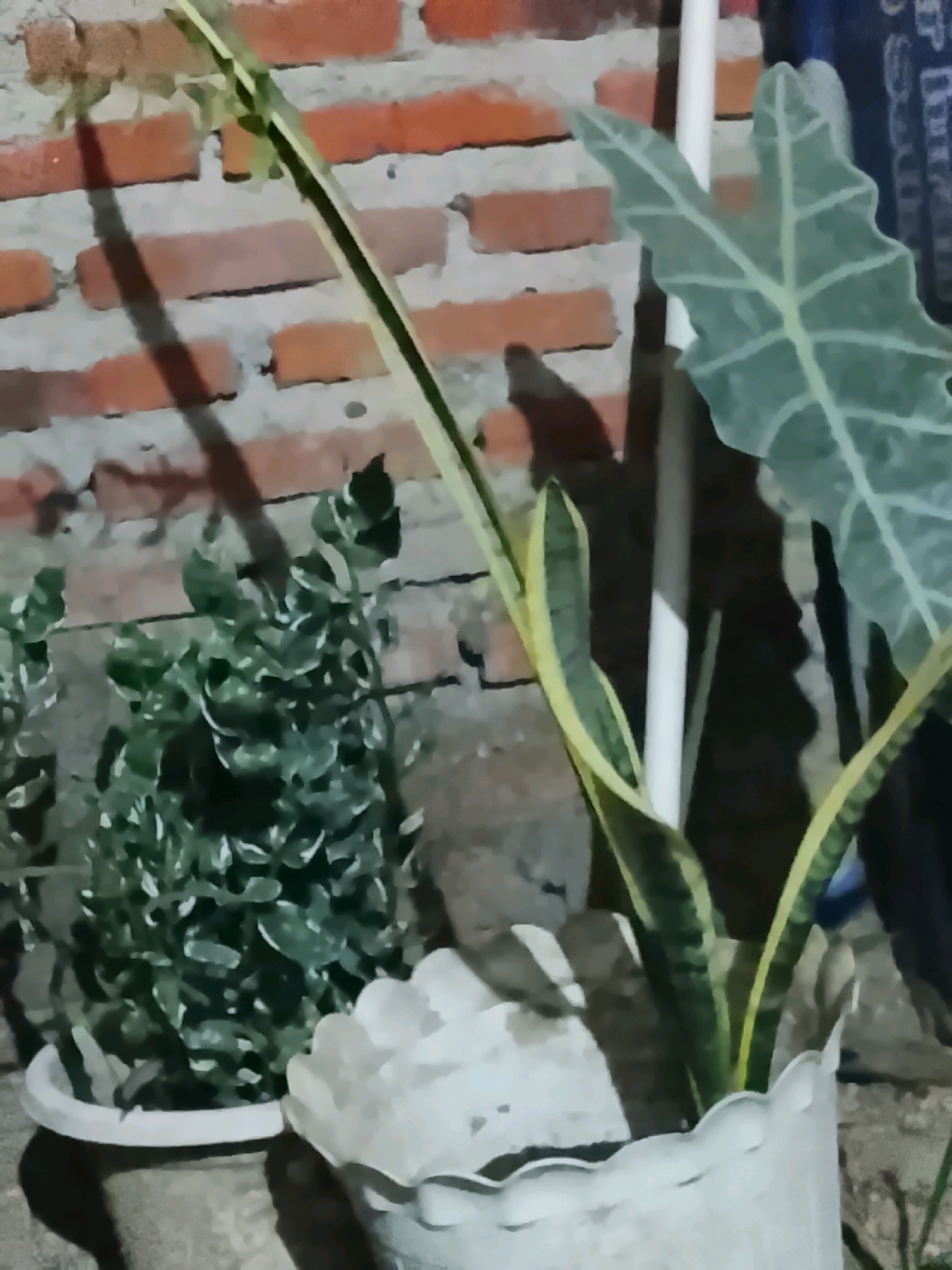 The image captures a close-up view of potted plants against a brick wall, likely in Ujungrusi, Indonesia. In the foreground, to the right, a snake plant with variegated green and yellow leaves stands in a white, scalloped pot. To the left and slightly behind, a dense green plant with small, rounded leaves is visible in a lighter-colored pot. A large, pale green leaf with prominent veins, possibly from an Alocasia plant, is partially visible in the upper right quadrant, extending from behind the snake plant. The background consists of a red brick wall with visible mortar lines. Shadows from the plants are cast across the brickwork, suggesting an artificial light source or late afternoon sun. The scene appears to be outdoors, possibly a garden or patio area.