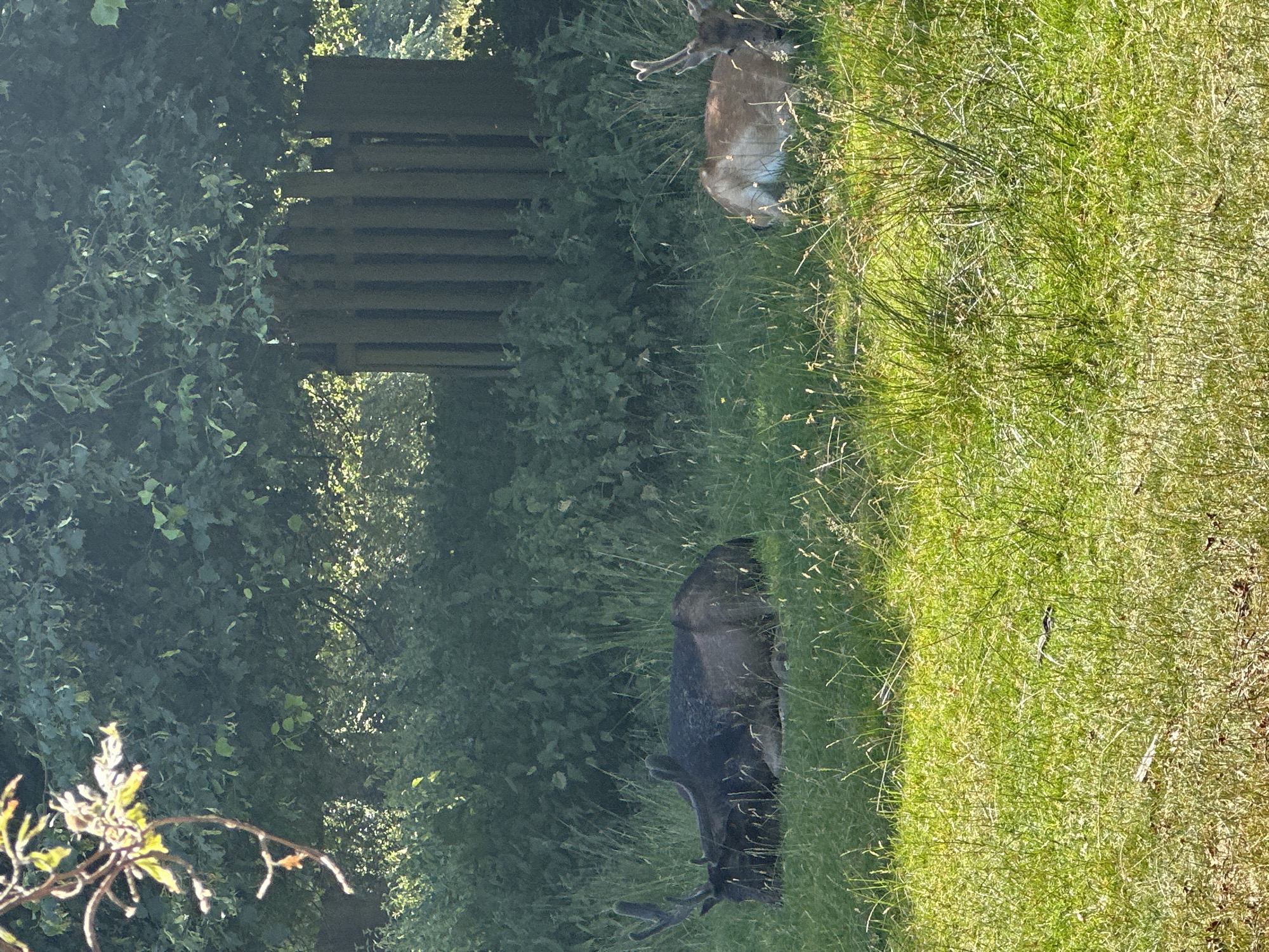 Two deer are resting in a grassy area. The deer on the left is darker in color and has prominent antlers. The deer on the right is lighter brown with white spots and smaller antlers. They are surrounded by tall grass and lush green foliage. In the background, a wooden structure, possibly a fence or part of an enclosure, is visible amidst dense trees. The scene appears to be a natural or semi-natural environment, likely a park or wildlife area within Trafford, United Kingdom. The lighting suggests it is daytime, with sunlight filtering through the leaves of the trees.