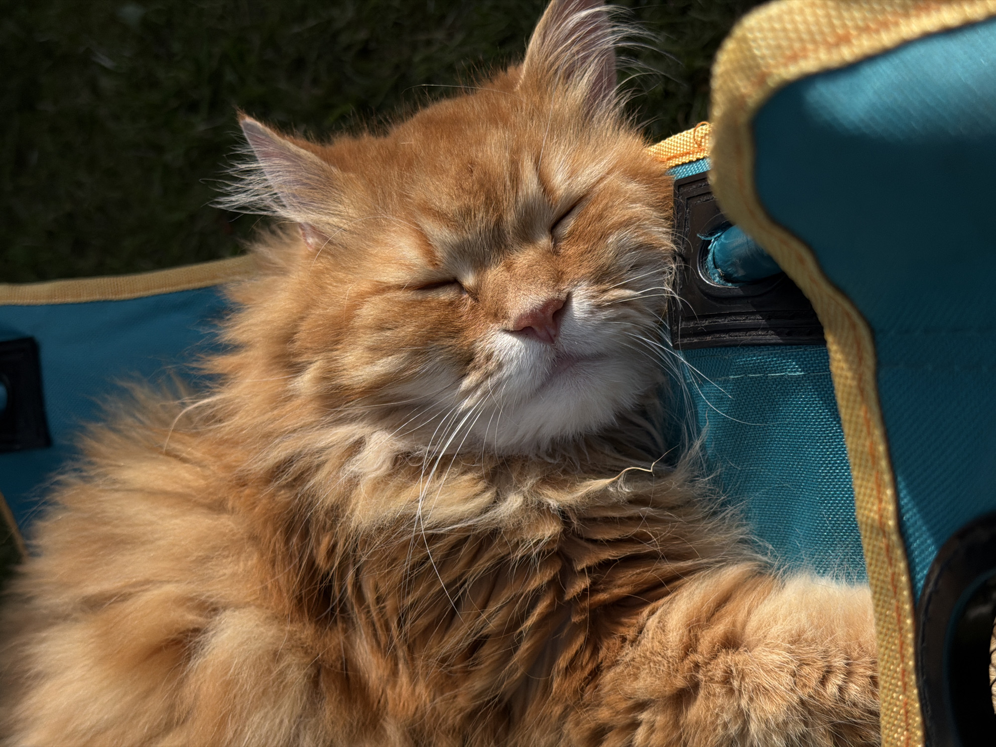 An orange cat is sleeping peacefully on a teal and yellow camping chair, with its head resting on the armrest. The cat's eyes are closed, and its fur appears soft and fluffy. Sunlight is casting shadows on the cat and the chair. In the background, there is green grass. The image appears to be taken outdoors on a sunny day, possibly in a park or backyard. The location in Peniki, Russia is not explicitly indicated by any visual cues within the image.