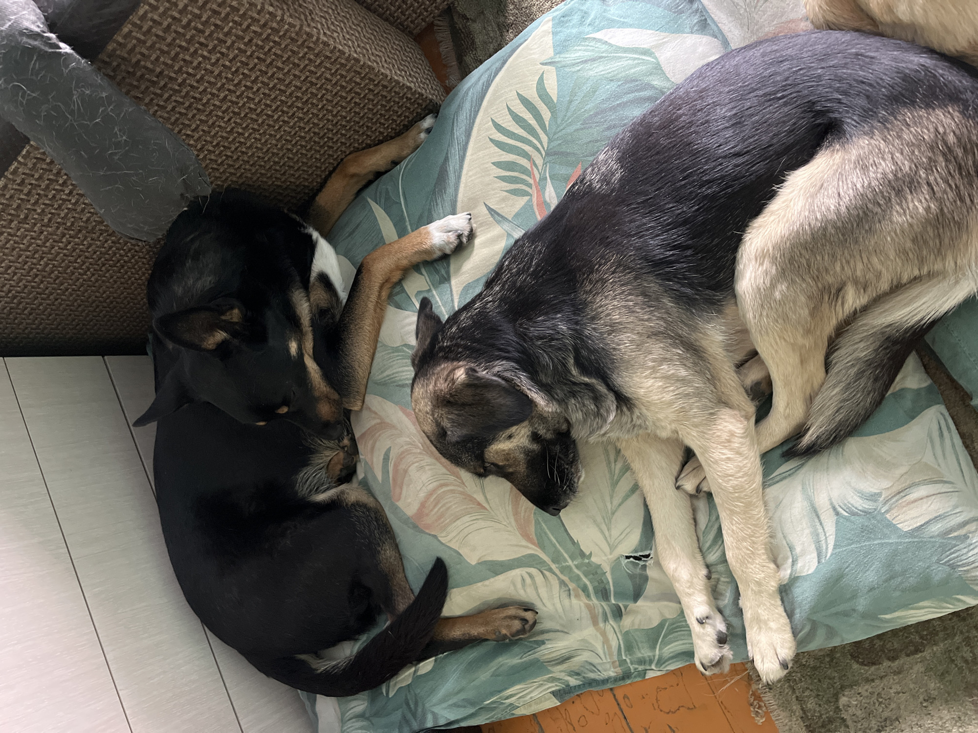 Two dogs are sleeping on a leafy-patterned cushion. One dog is mostly black with some tan markings, curled up near the left edge of the frame. The other dog, a larger breed, is mostly gray with some tan and white, stretched out on the cushion. The cushion sits on what appears to be a wood floor. Part of a brown sofa is visible in the upper left corner. Based on the query regarding Nizhny Tagil, Russia, this scene may be located there, but no specific location information is apparent in the image.
