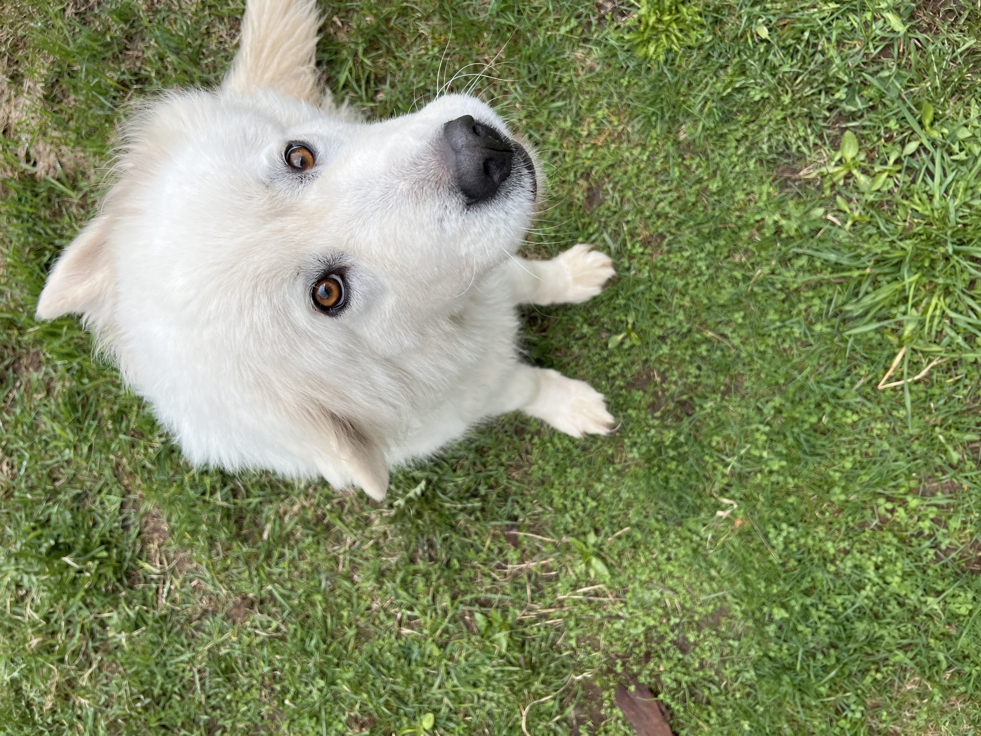 A white Great Pyrenees dog is sitting on a patch of green grass. The dog is looking up towards the camera with dark brown eyes. Its nose is black and shiny. The location is likely a yard or park with short, green grass. There is no evidence to indicate it is in Chaikovsky, Russia.