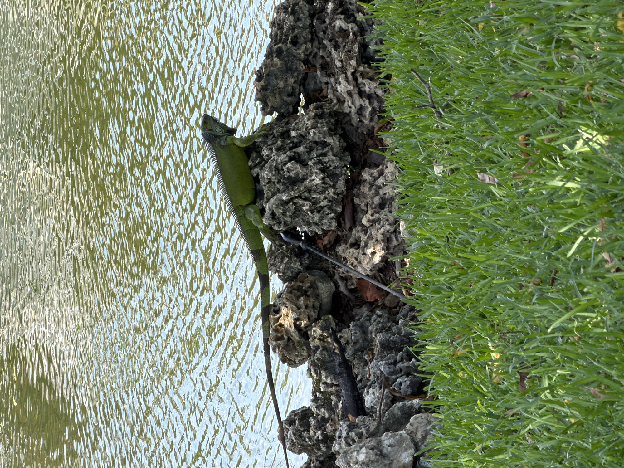 An iguana is perched on rocks by the edge of a body of water. The iguana is green with a spiny crest running down its back and a long tail. It is looking to the right, its head slightly tilted. The rocks are irregular in shape and color, appearing porous and weathered. Behind the rocks, the water is rippling, reflecting the light. In the foreground, a patch of lush green grass is visible. The scene suggests a natural or semi-natural environment, possibly a park or a waterfront area within the city of Miami, United States of America. The lighting indicates it is daytime. There are no people or other animals visible in the image.