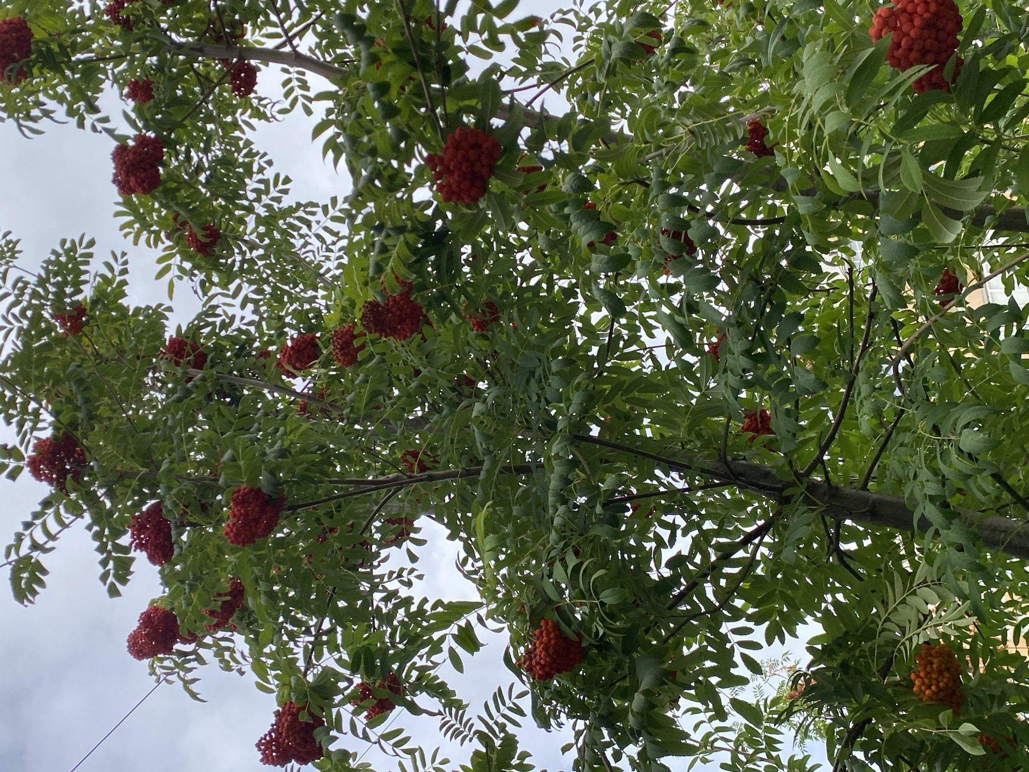 The image shows a close-up view of a rowan tree laden with clusters of bright red berries against a cloudy sky. The tree's branches are thick with lush green foliage. In the background, glimpses of buildings suggest an urban setting. The lighting is diffused, indicating an overcast day. The photograph was taken in the city of Oral, Kazakhstan. There are no people or animals visible in the frame.
