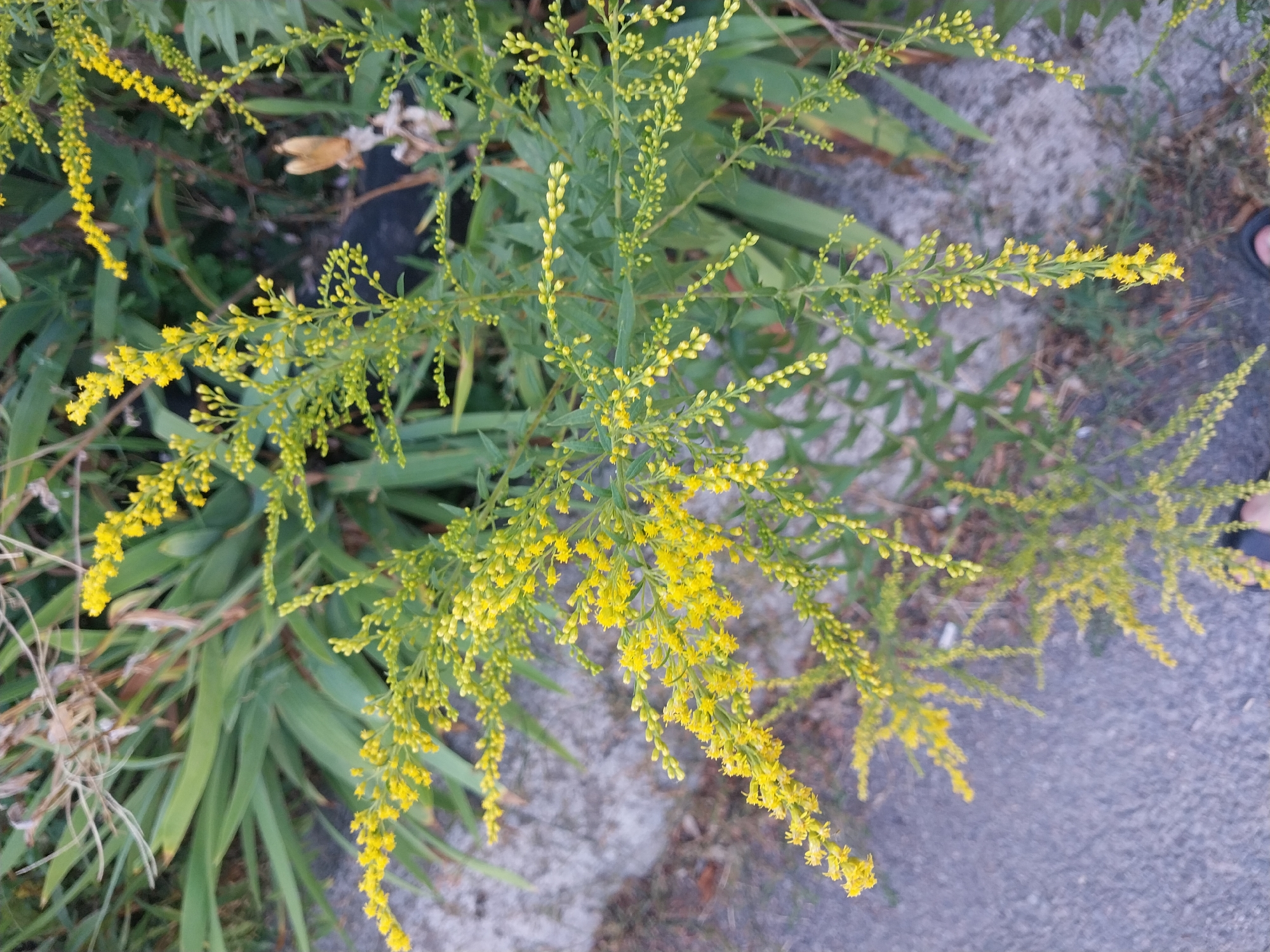 The image shows a close-up of a plant with small yellow flowers, likely goldenrod, growing near a paved surface that appears to be a sidewalk or road edge. The plant has numerous slender stems covered in tiny yellow blossoms and green leaves. In the background, there are other green plants and some dry vegetation, as well as a dark, indistinct object that could be part of the environment. The paved surface is textured and gray. The scene is outdoors, with natural lighting. It is not possible to determine the specific location within the city of Dnipro, Ukraine from this image alone. A person's feet are partially visible in the bottom center and bottom right of the frame, suggesting the photo was taken by someone standing or walking in this area.