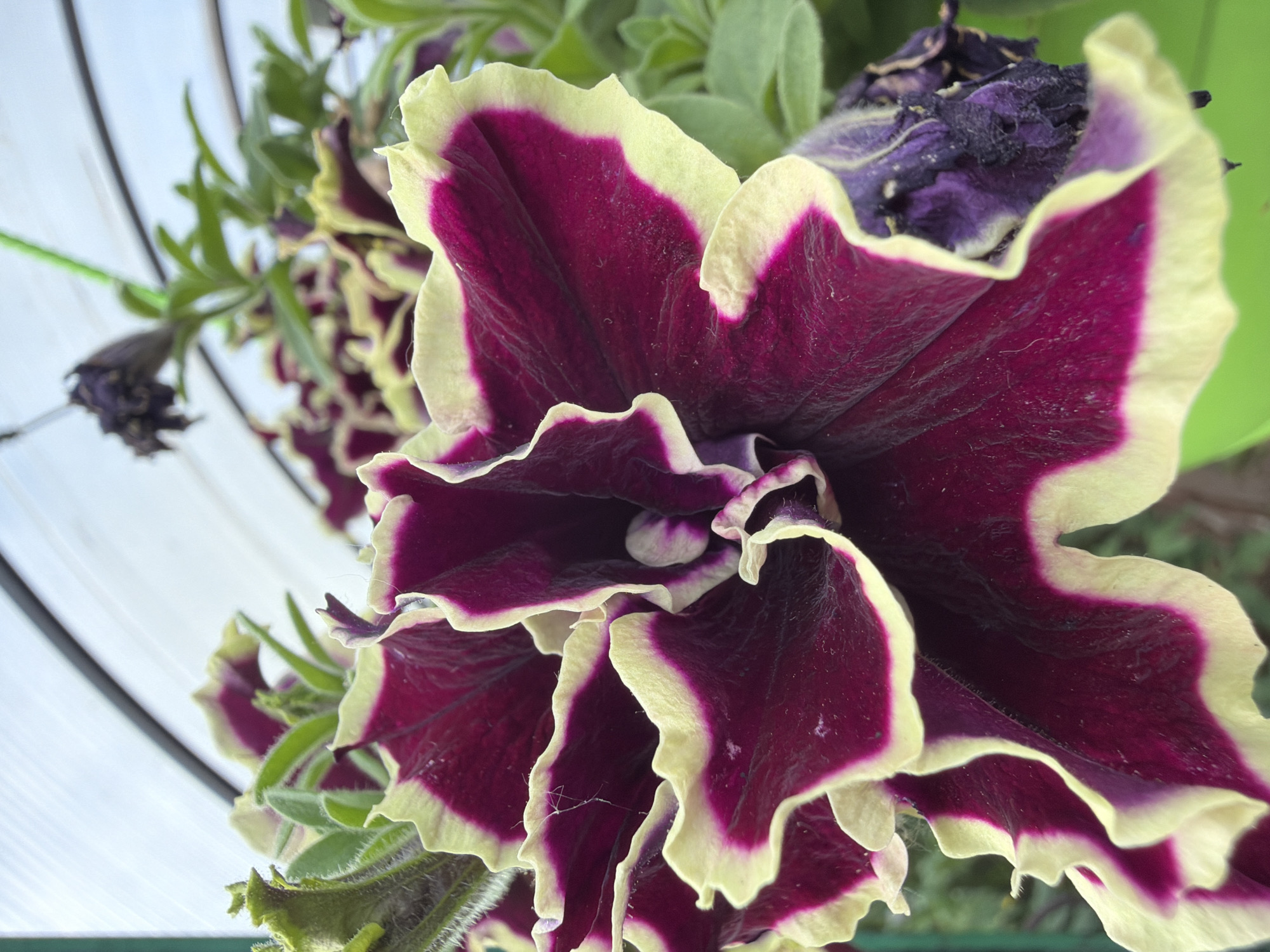 A close-up photograph captures a vibrant Petunia flower in full bloom, its ruffled petals displaying a striking gradient from deep magenta at the center to a creamy yellow at the ruffled edges. The flower is hanging, suggested by a green string and the blur of a translucent greenhouse roof in the background. To the right, a wilting, darker purple Petunia bud hints at the natural cycle of the plant. The overall environment appears to be an outdoor setting, possibly a garden or a nursery, within the city of Petukhi, Russia. There are no people or animals visible in the frame.