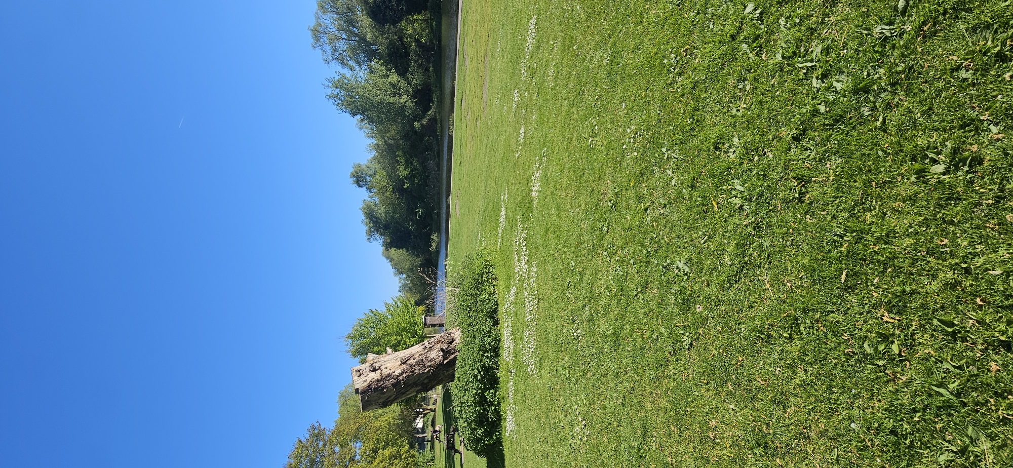 The image presents a vibrant, sunlit outdoor scene, likely a park or riverside area, under a clear blue sky. The majority of the frame on the right and in the foreground is dominated by a lush green lawn, interspersed with small white flowers, possibly daisies or clover.
A calm body of water, appearing to be a river or canal, horizontally bisects the mid-ground, separating the grassy bank from a dense line of mature trees on the opposite side. The water subtly reflects the bright sky and surrounding foliage.
On the left side of the image, a variety of green trees stand tall, some closer to the foreground, others receding into the background. A prominent feature in the mid-ground is a large, weathered, light-brown tree trunk or stump, lying horizontally on a patch of grass. Adjacent to it is a cluster of dark green bushes or shrubbery. In the distant left, under the shade of trees, indistinct shapes resembling picnic tables or benches can be discerned, indicating a recreational spot.
The upper left portion of the frame showcases a vast, unblemished azure sky, with a faint white contrail from an aircraft visible. The bright, even lighting suggests it is a clear, sunny day, likely mid-morning or early afternoon. The overall atmosphere is one of tranquility and natural beauty. No people or visible text are present in the image. Given the context, this scene is set in Norwich, United Kingdom.