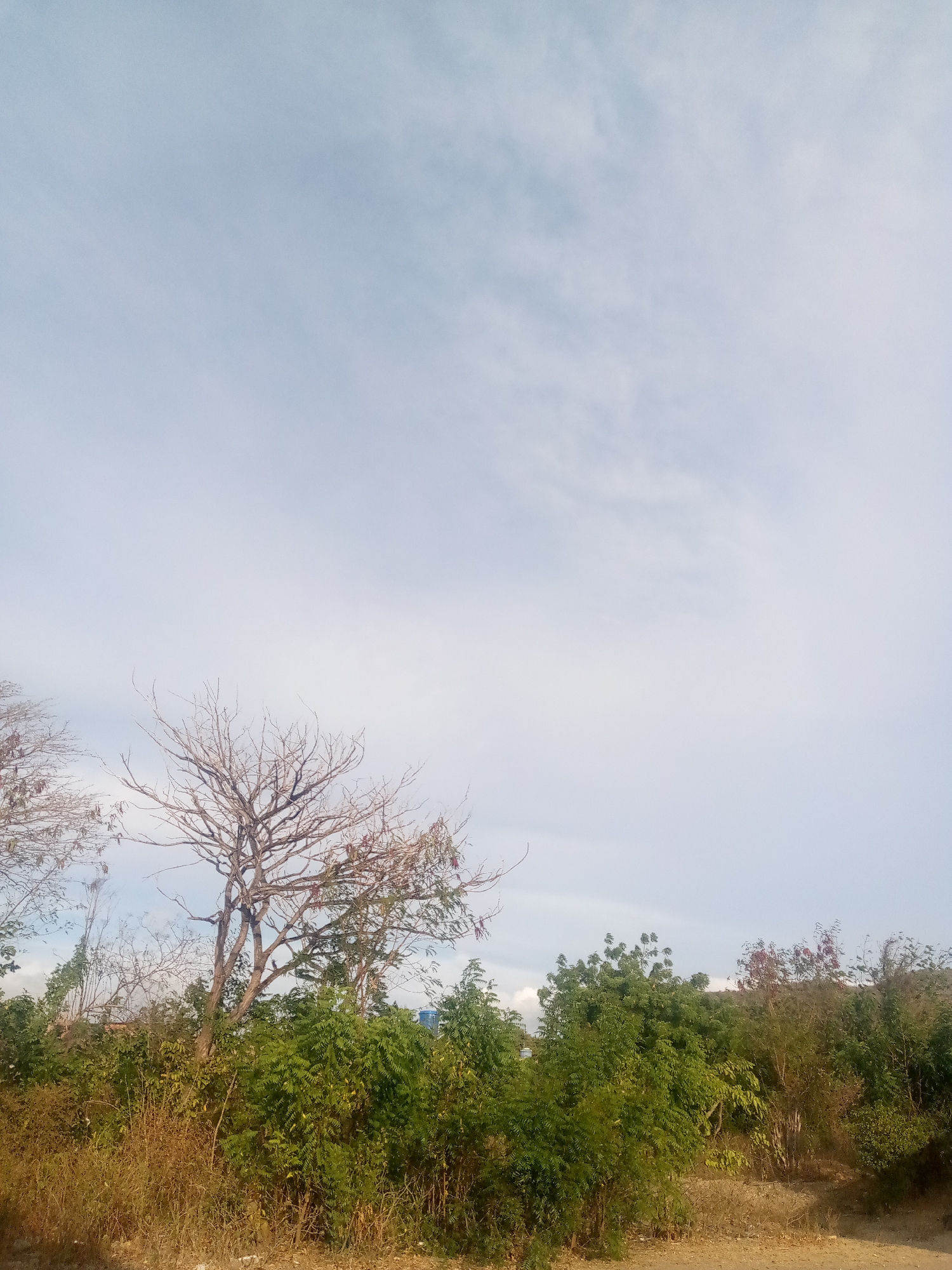 The image captures a serene natural landscape in Juan Griego, Venezuela, dominated by a vast sky and a variety of vegetation. The upper two-thirds of the frame consist of a bright, light blue-grey sky with subtle, diffuse cloud patterns, indicating an overcast or partly cloudy daytime, likely late morning or early afternoon due to the soft, even lighting.
The lower third of the image is densely vegetated. A prominent, tall, bare tree with numerous intricate, leafless branches stands in the left-center, suggesting it might be dormant or deciduous. Surrounding it and extending across the bottom are dense growths of green foliage from various bushes and trees, interspersed with patches of dried, golden-brown undergrowth. The visible ground at the very bottom appears to be dry, light-colored earth.
There are no people, animals, or man-made objects present in the scene, and no specific activity is taking place. The overall impression is one of quiet natural beauty and solitude. No visible text is discernible in the image.