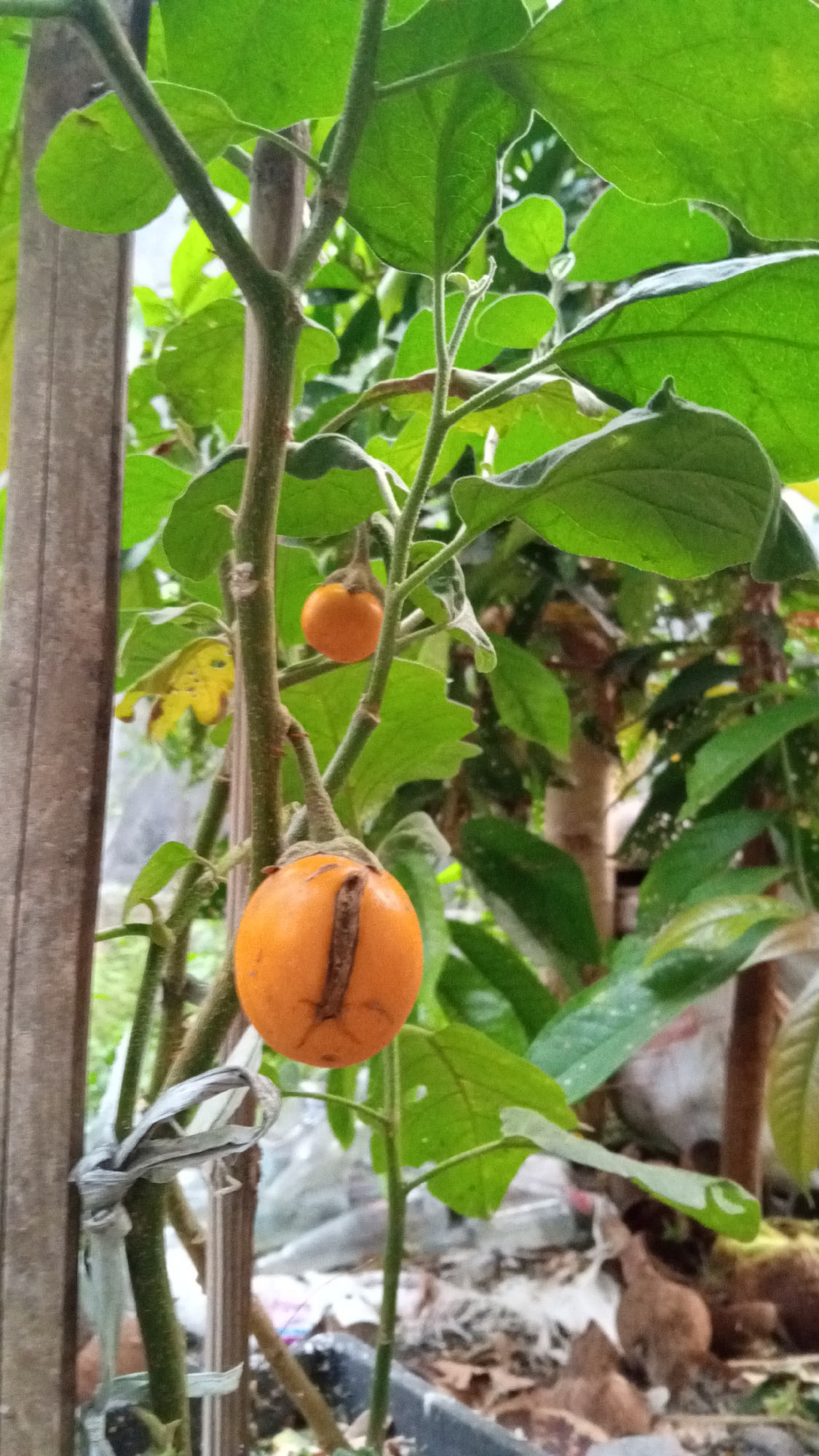 In Uteunreutoh, Indonesia, an outdoor scene showcases a plant with green leaves and branches. Two small, round, orange fruits hang from a stem. The fruit in the foreground is larger and has a darker, longitudinal stripe. Another smaller, similar orange fruit is visible higher up on the plant. The plant is supported by a wooden stake on the left, secured with white tape. The background is filled with more foliage, suggesting a garden or natural setting. The ground is covered with debris and some reddish-brown objects, possibly nuts or dried vegetation.