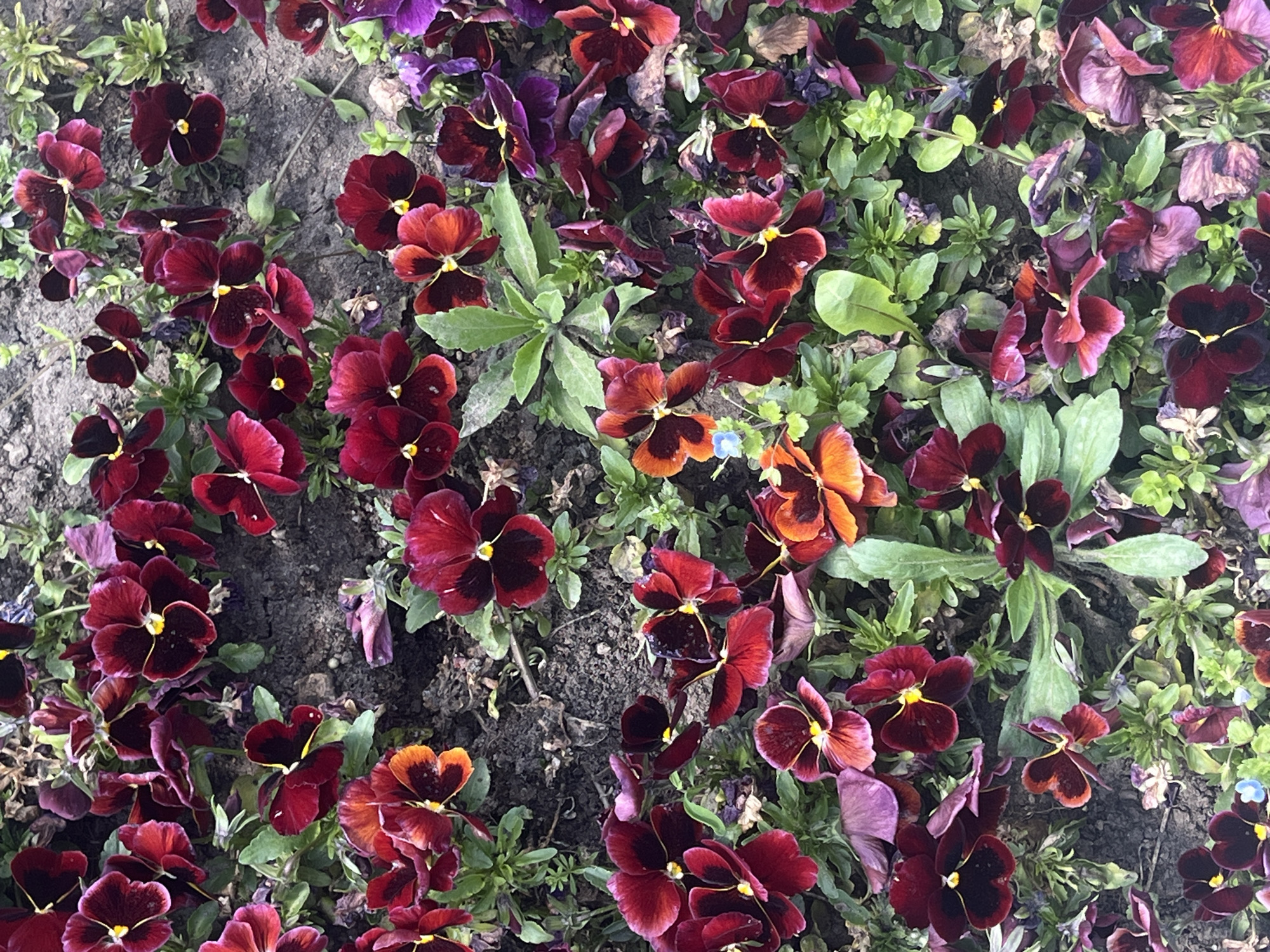 The image shows a close-up view of a flower bed in Plovdiv, Bulgaria. The bed is filled with pansies, predominantly in shades of deep red and burgundy, with a few exhibiting orange and purple hues. The flowers have a dark center and a yellow pistil. Some of the blossoms are fresh and vibrant, while others show signs of wilting. The pansies are interspersed with various green leaves. Bare soil patches are visible throughout the flower bed. No people or interactions are discernible in the frame. The overall environment suggests a public garden or park setting.