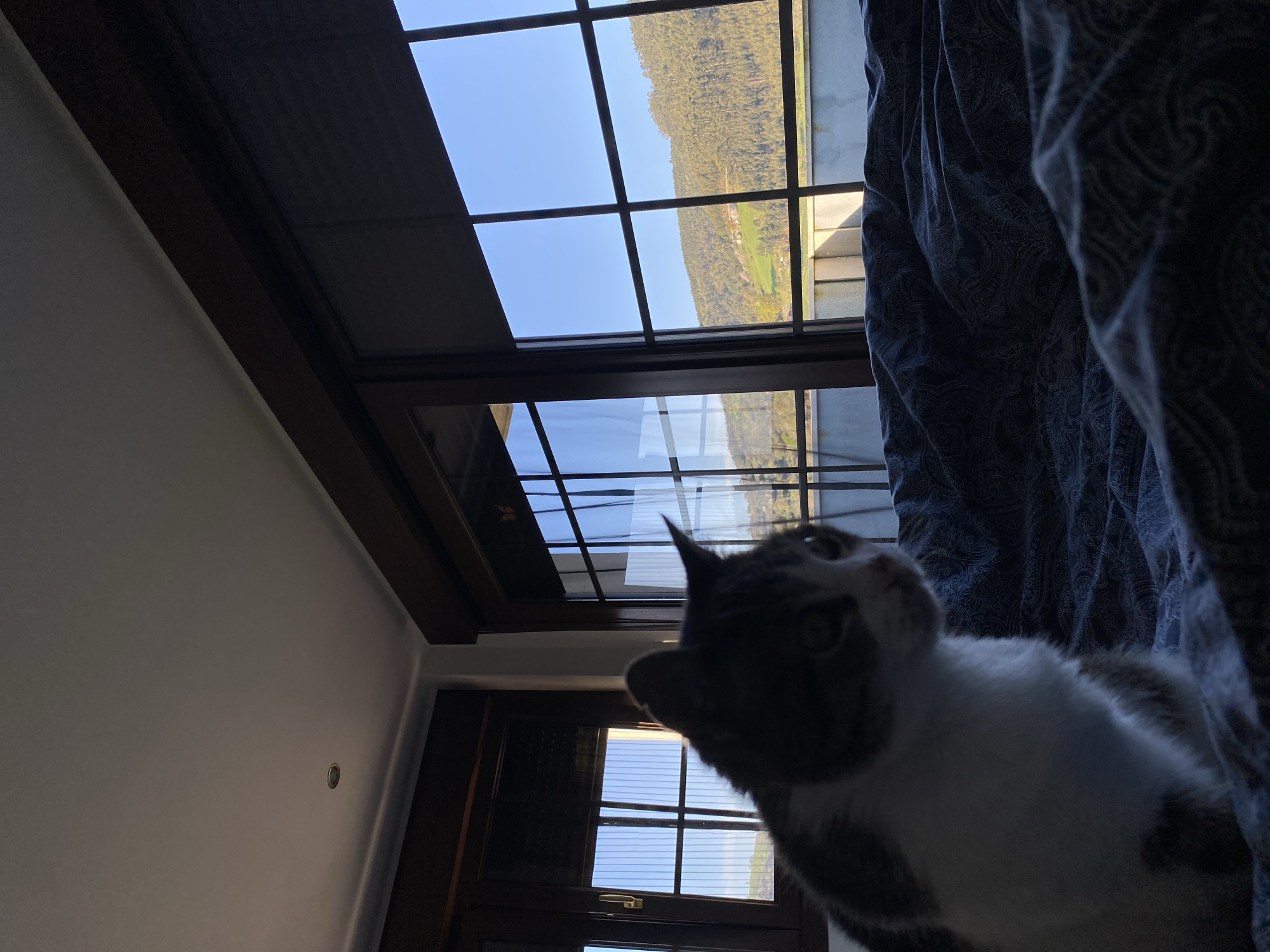 A medium shot, taken indoors, depicts a blurry grey and white cat in the foreground, with a backdrop of windows providing a view of Villaviciosa, Spain. The cat, positioned on a bed covered in patterned blue fabric, is looking upward. The windows are arranged in a grid pattern with dark wood frames. Through the window, a hillside with green vegetation and some houses is visible under a blue sky. In the lower left, a wall and another window with a similar grid pattern are visible. The light levels in the room are mixed, with strong light from the windows contrasting with darker areas.