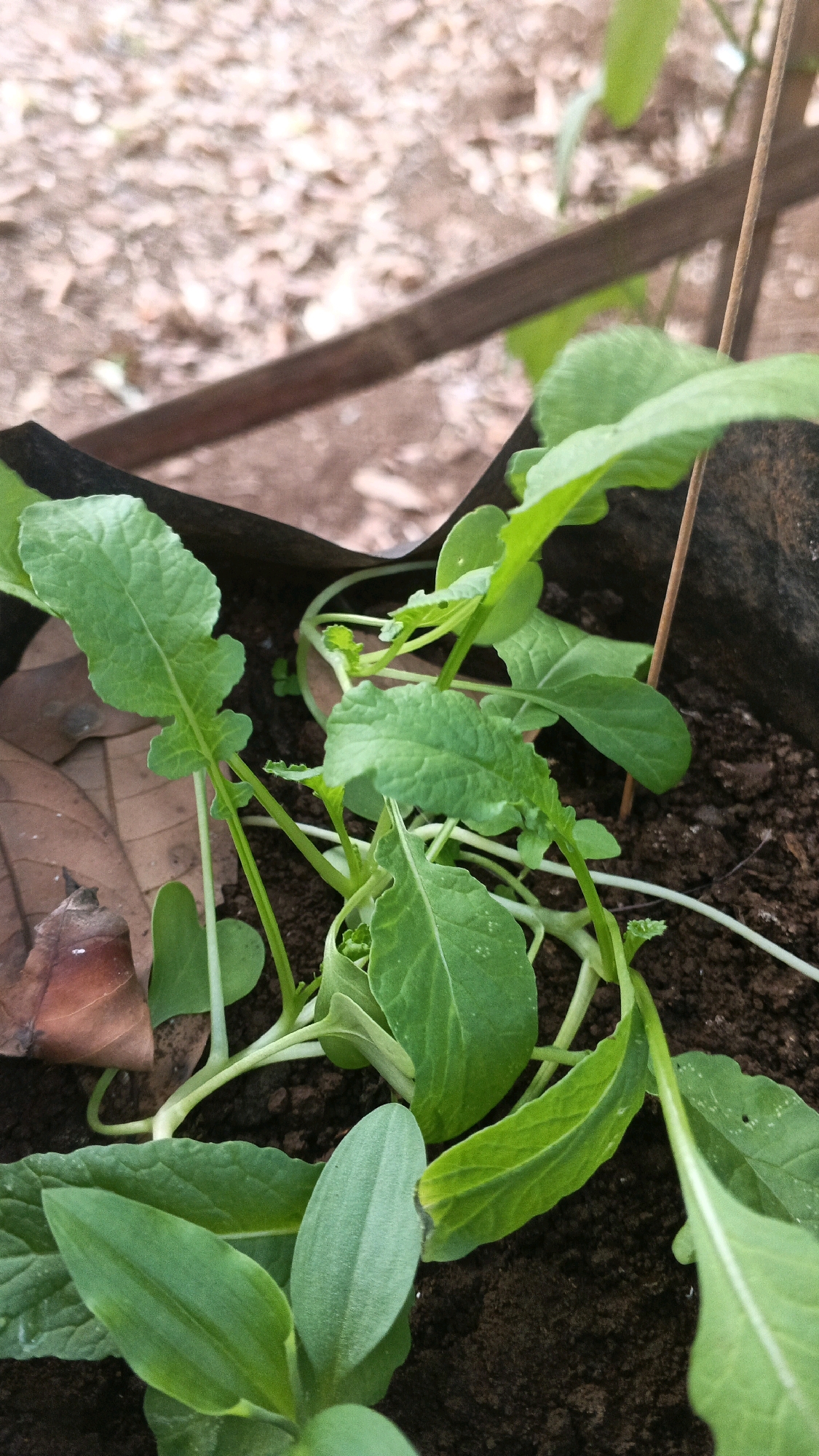 The image depicts a close-up view of several young green plants growing in dark soil within a black fabric grow bag. A thin wooden stick is positioned vertically to the right of the plants, likely providing support. The background consists of loose soil and scattered dry leaves, suggesting an outdoor setting. The scene appears to be in Karangjati, Indonesia, given the provided information. No people or specific actions are visible, only the natural growth of the plants in their environment.