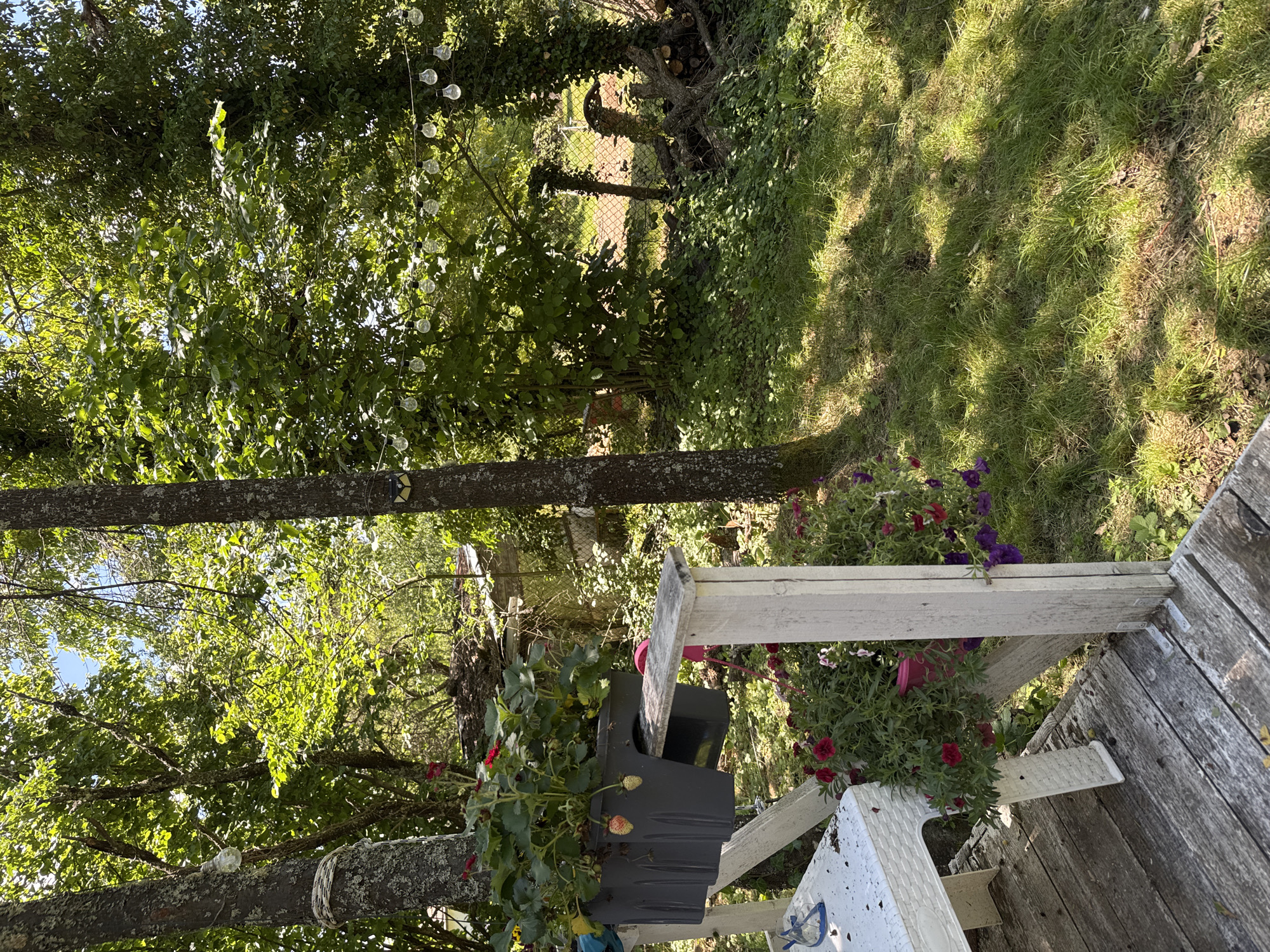 The image depicts a sun-dappled outdoor scene, likely a backyard or garden area, in the city of Dramsha, Bulgaria. In the foreground, a white wooden railing and a wooden deck are visible, with a white table to the left. A dark gray planter box filled with strawberries and red flowers is attached to the railing. Below the planter box, a second planter with pink and purple flowers hangs.
Behind the railing and planters, the environment transitions to a grassy area with trees. A tall, thin tree stands centrally in the frame, with a string of decorative lightbulbs hanging from branches above. A butterfly sticker is visible on the trunk of this tree. Further into the background, a chain-link fence delineates the property, with a pile of chopped wood and some overgrown vegetation behind it. The overall impression is one of a casual, slightly rustic outdoor living space.
