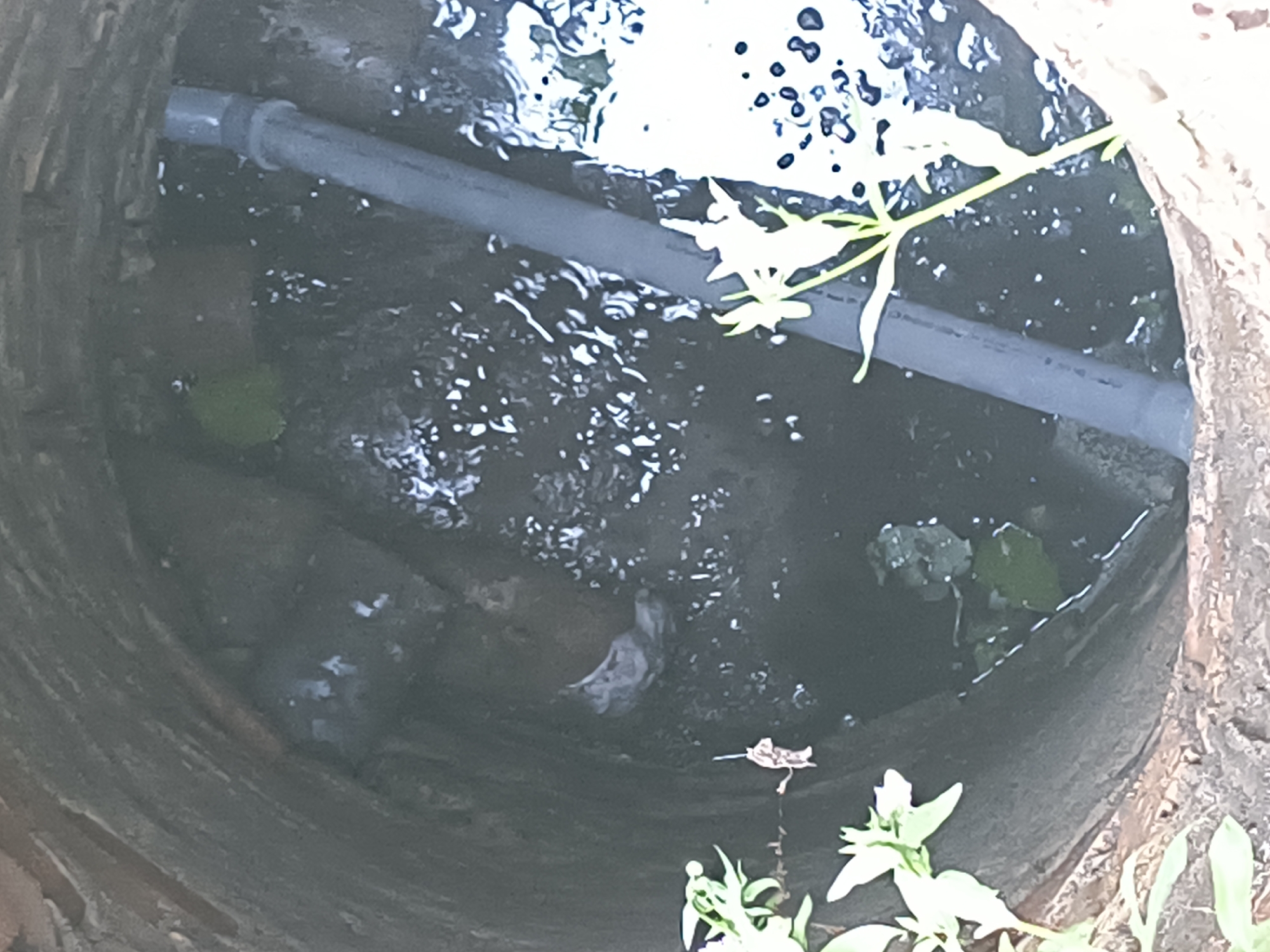 The image shows the interior of a well. A dark gray pipe is submerged in murky water, which fills the lower portion of the well. The walls of the well appear to be made of concrete rings. Several small, light-colored objects are visible in the water, possibly debris. Green plant matter is growing around the top edge of the well. The image does not provide any information about the location in Rivne, Ukraine.
