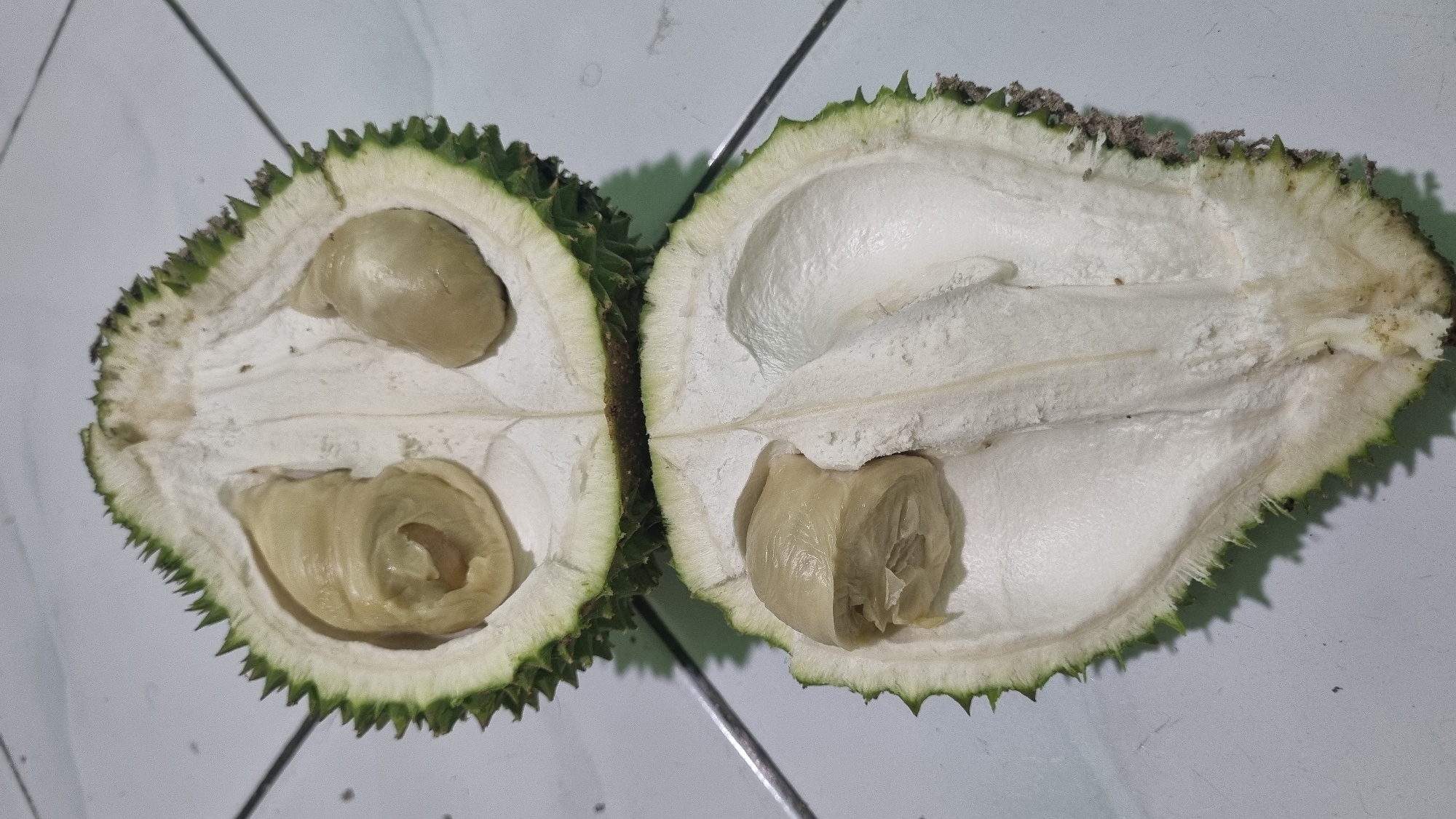 A split durian fruit rests on a tiled surface. The top half of the fruit reveals two segments of creamy yellow flesh, one appearing somewhat coiled. The bottom half shows a larger, more amorphous mass of white durian flesh, with a prominent ridge running down the center. The exterior of the durian is covered in sharp, green spikes. The tiled surface appears to be light gray with darker grout lines. This scene is located in Biromaru, Indonesia.