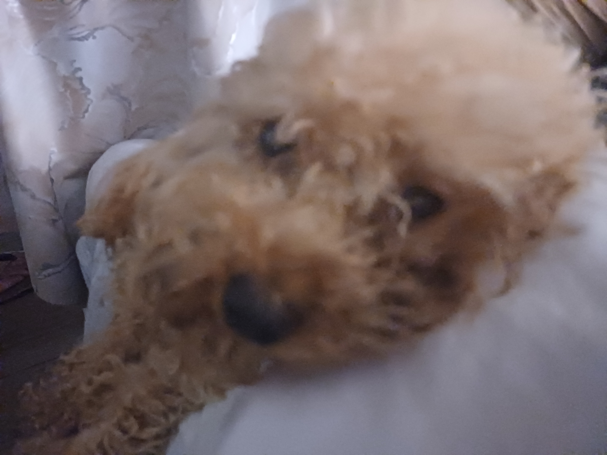 A tan poodle is resting on a white surface, possibly a bed or couch. The dog's fur is curly and appears to be light brown or tan in color. Its eyes are visible and dark. The background is blurry and appears to be an indoor setting with some textured fabric, possibly a curtain or upholstery. There is no indication of the city of Sochi, Russia, or any other specific location. The image is an upward-facing, close-up shot of the dog's head and upper body.