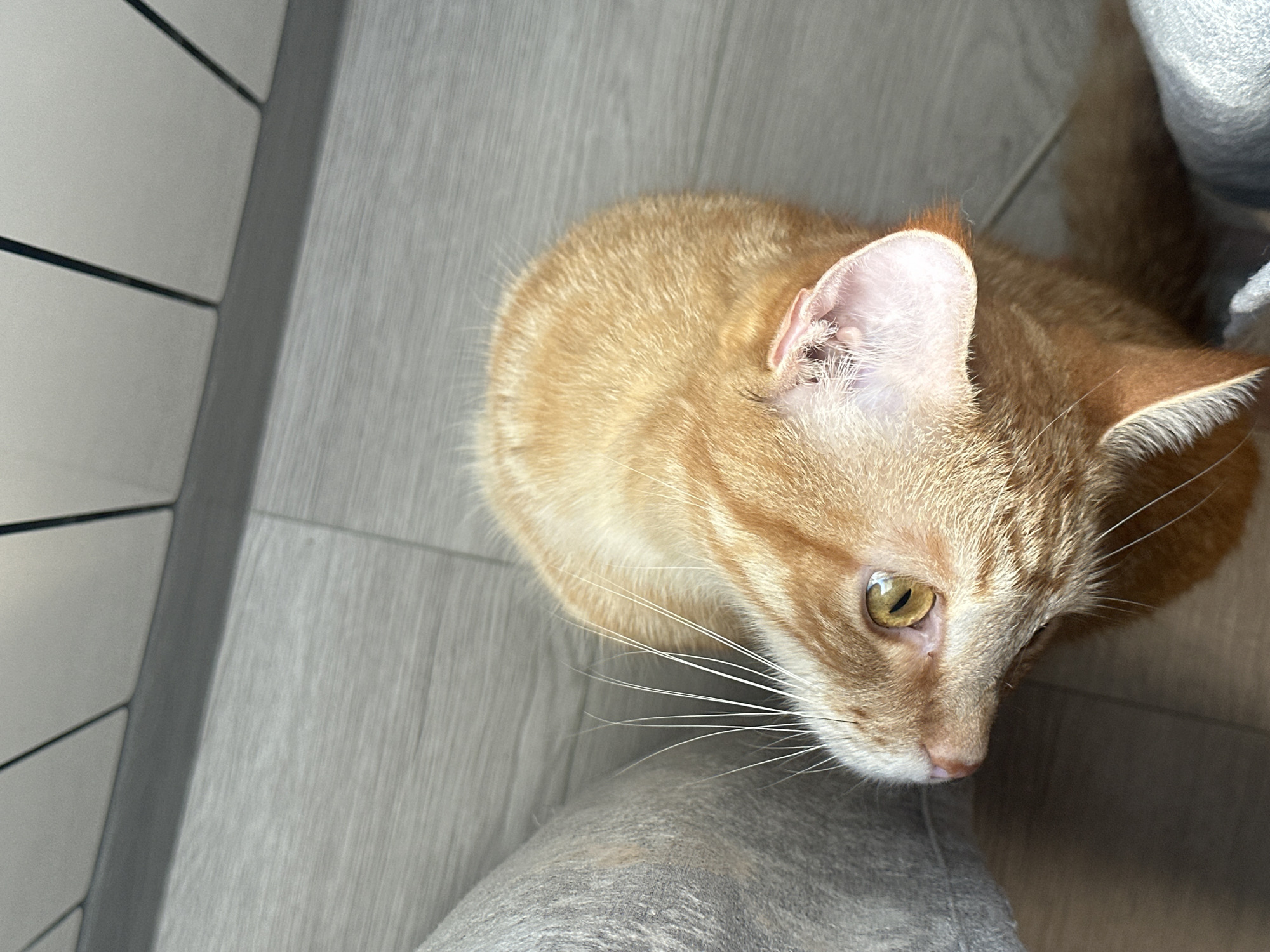 An overhead shot shows the head and upper body of an orange tabby cat lying on a light wood-grain floor. The cat's head is tilted upward and to the left, with its bright yellow eye looking up and to the left. Its left ear is slightly bent and appears to have some redness inside. To the left of the cat is a blurred gray object, possibly a piece of furniture or fabric. The floorboards are laid horizontally in the frame, with subtle variations in wood grain and color. In the background, there is a dark gray baseboard separating the floor from a wall covered in a light-colored material with dark vertical lines. The lighting suggests a natural light source coming from the left, casting soft shadows.