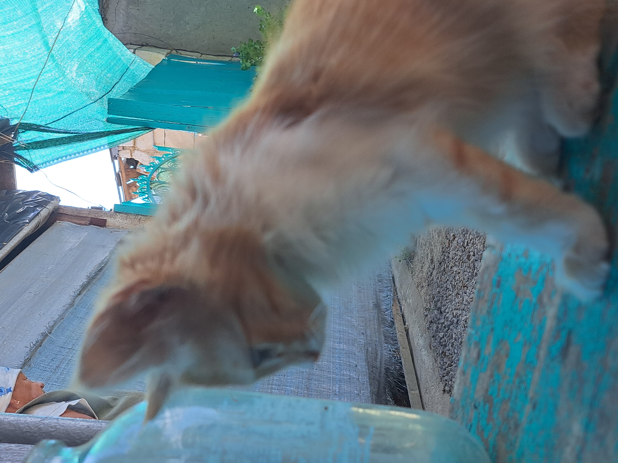 A ginger and white kitten is the primary subject, positioned on a weathered, turquoise-painted surface. The kitten's fur is soft and light-colored, with hints of ginger. Its gaze is directed to the left, with its head slightly tilted. In the background, a person is visible wearing a white headscarf and a light-colored garment, their face obscured by a downward tilt. To the left of the kitten, a large, clear glass bottle is partially visible. The environment appears to be outdoors, with a textured ground composed of small stones and gravel. A wooden plank is present in the mid-ground. In the background, a blue wooden fence and a green mesh-like covering are visible, suggesting an outdoor setting that may be a yard or alleyway. The lighting suggests daylight, with some shadows indicating sunlight. The overall scene captures a moment of quiet observation by the kitten in a rustic outdoor environment.