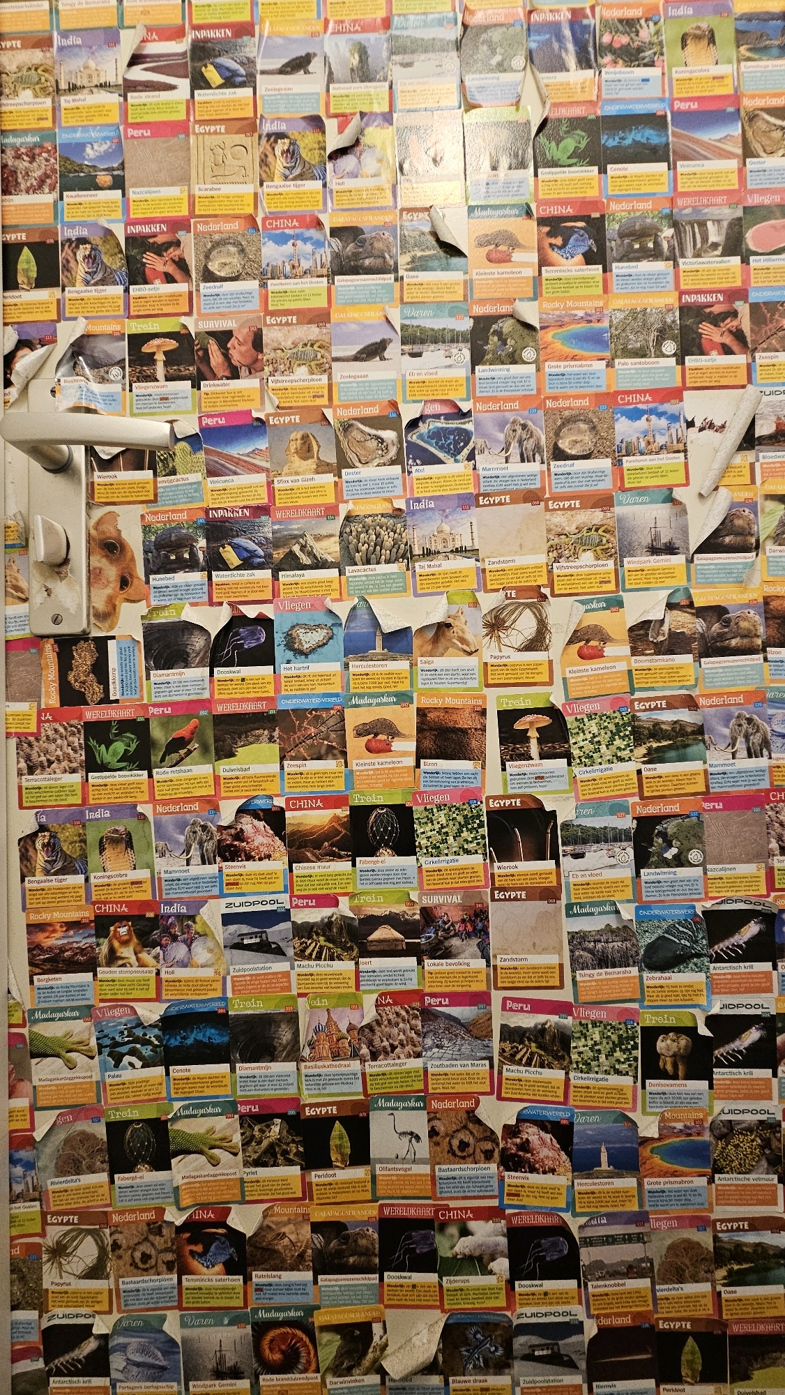 The image displays a chaotic arrangement of collectible cards adhered to a white surface, likely a door or wall, within a residential setting. The cards feature various images and text in Dutch, predominantly depicting animals, natural landscapes, and landmarks. There are no people visible in the scene. The cards are layered, overlapping, and some are partially torn or bent, suggesting they have been in place for some time. The white surface appears to be a closet door, with a visible handle on the left side. The lighting is natural, coming from the top, creating shadows that emphasize the textured surface of the cards and the slight warping of the door. Based on the Dutch text on the cards, which references locations like "Breda" and "Nederland," it is highly probable that this collection is situated in a private residence in the city of Breda, Netherlands.