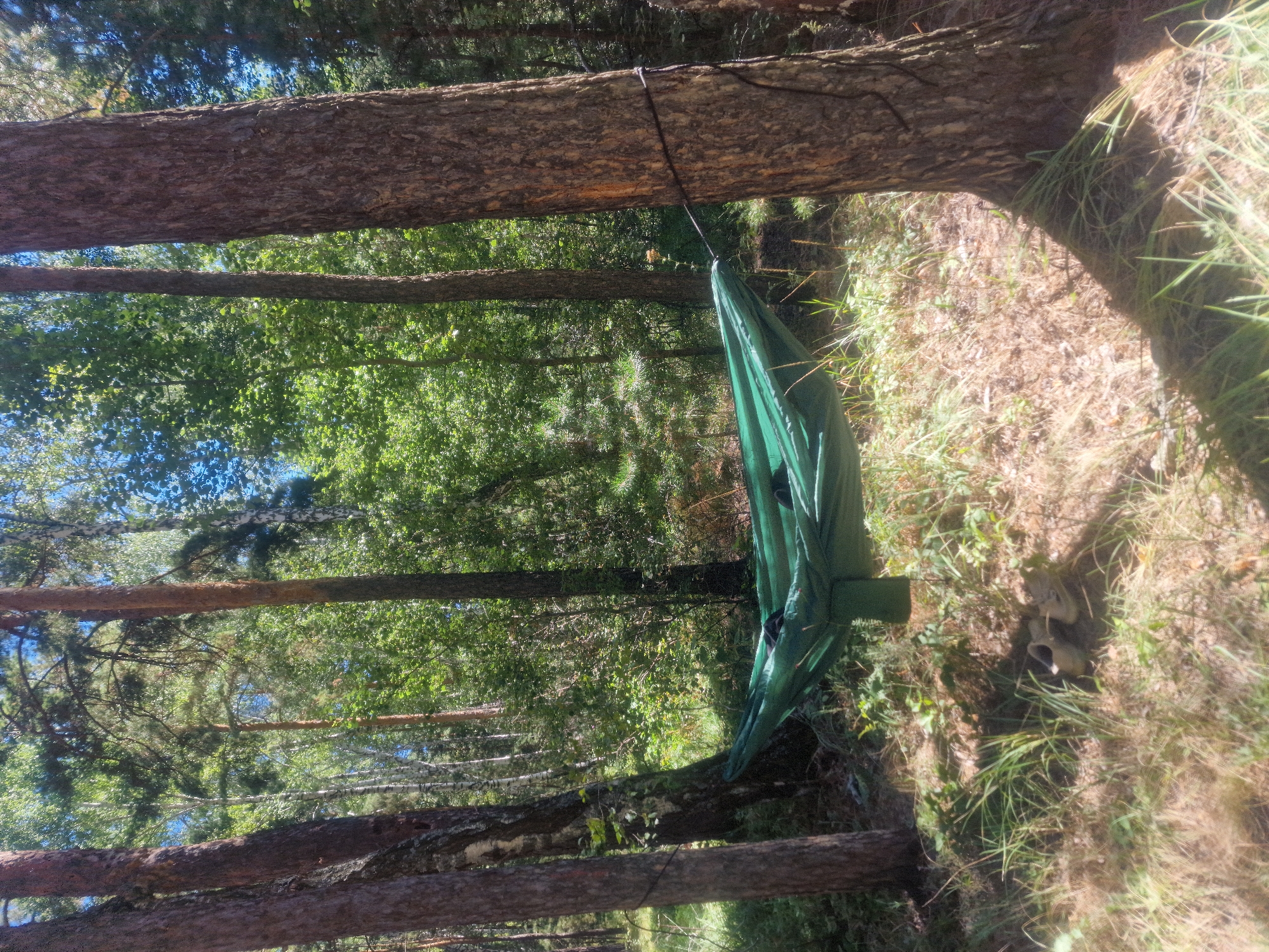 A green hammock is suspended between two trees in a forest. The hammock is made of fabric and appears to be set up for relaxation. The trees are tall and surrounded by lush green foliage. The ground is covered in dry leaves and grass, suggesting a natural, outdoor environment. There are no people visible in the image.