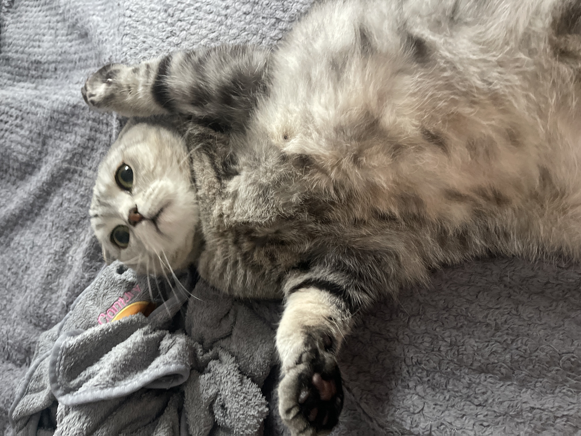 A gray tabby cat lies on its back on a gray blanket. The cat's head is tilted to the side, and it is looking up at the camera. Its paws are up in the air, and its belly is exposed. A gray towel with pink writing lies next to the cat.
The location in the city of Izhevsk, Russia is unknown.