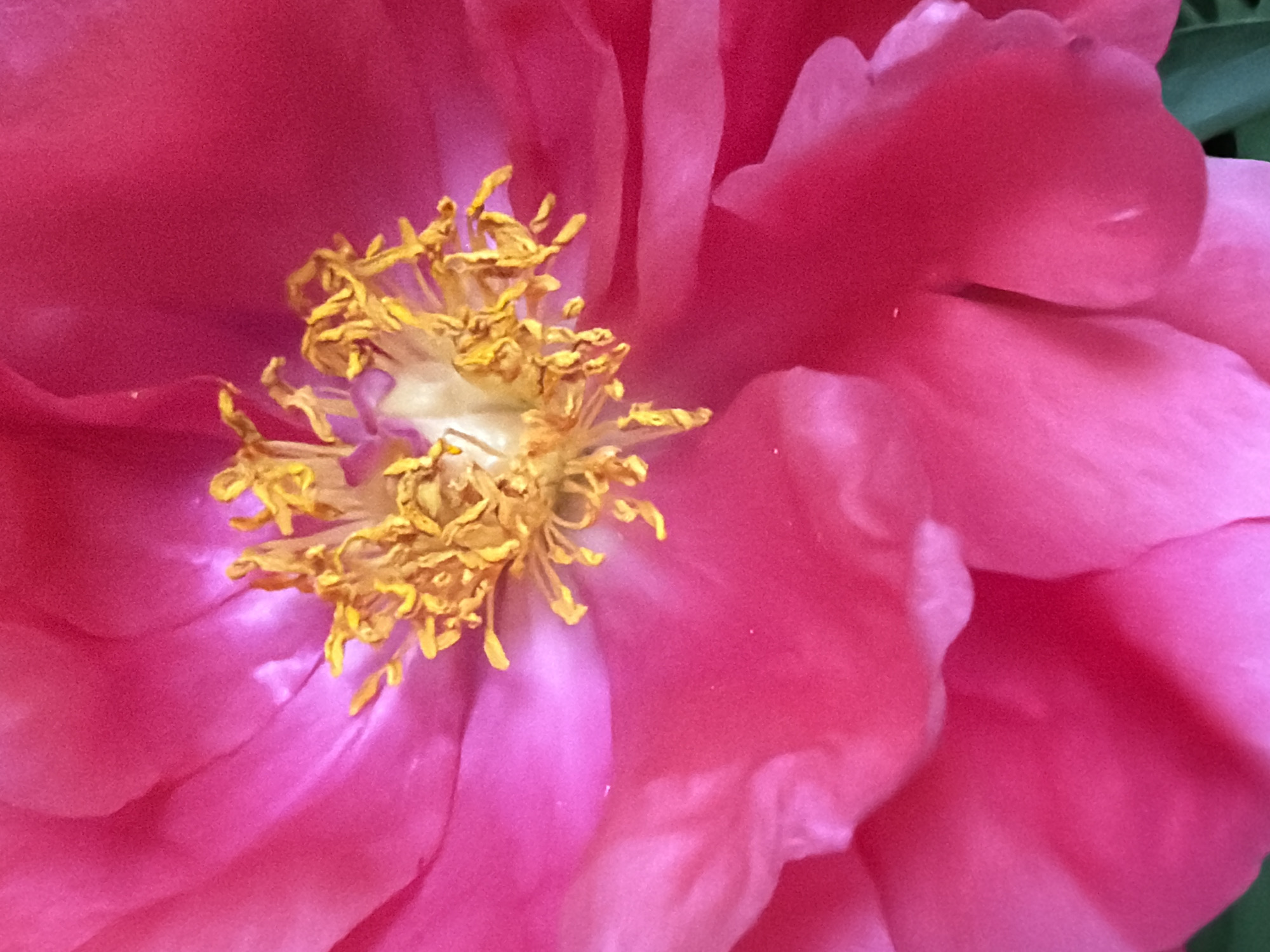 This image is a detailed, close-up study of the vibrant fuchsia-pink petals and golden-yellow reproductive structures at the heart of a peony flower, observed in the city of Chaikovsky, Russia. The central area of the bloom features a dense cluster of bright golden-yellow anthers and filaments, surrounding a lighter, almost white or pale yellow pistil. The broad petals radiate outwards, exhibiting various shades of fuchsia and magenta, with lighter pink highlights and subtle textural undulations that create depth. No people or additional objects are present in the frame; the scene focuses exclusively on the botanical elements of the flower.