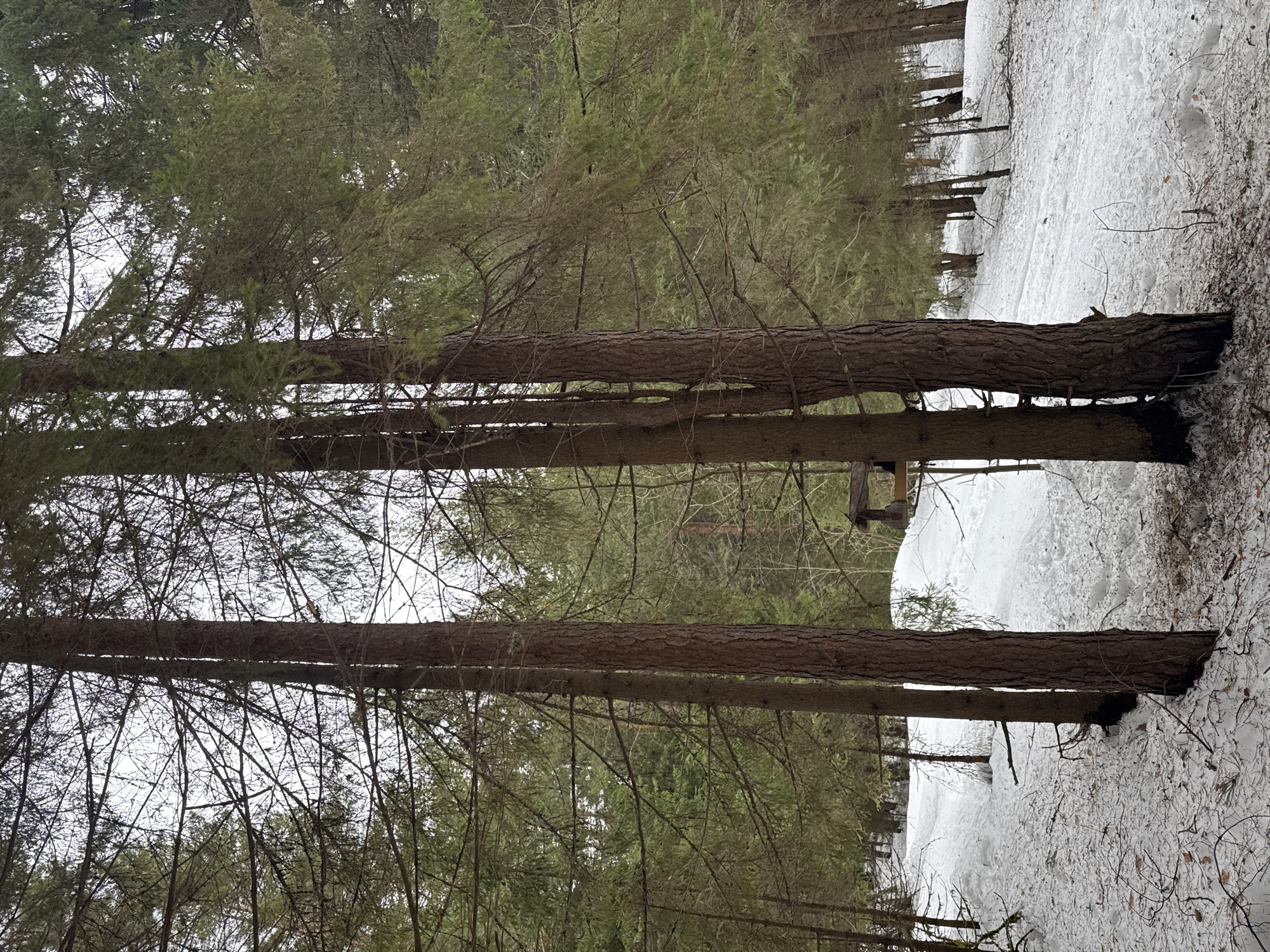 The image shows a winter scene in a forest. The ground is covered in snow, and several tall, thin trees stand prominently in the foreground. The trees are bare except for some sparse green foliage at their tops. The background consists of more trees, creating a dense forest environment. The location is presumably in Votkinsk, Russia, although there are no specific elements within the image to confirm this directly. There are no people or specific objects visible.