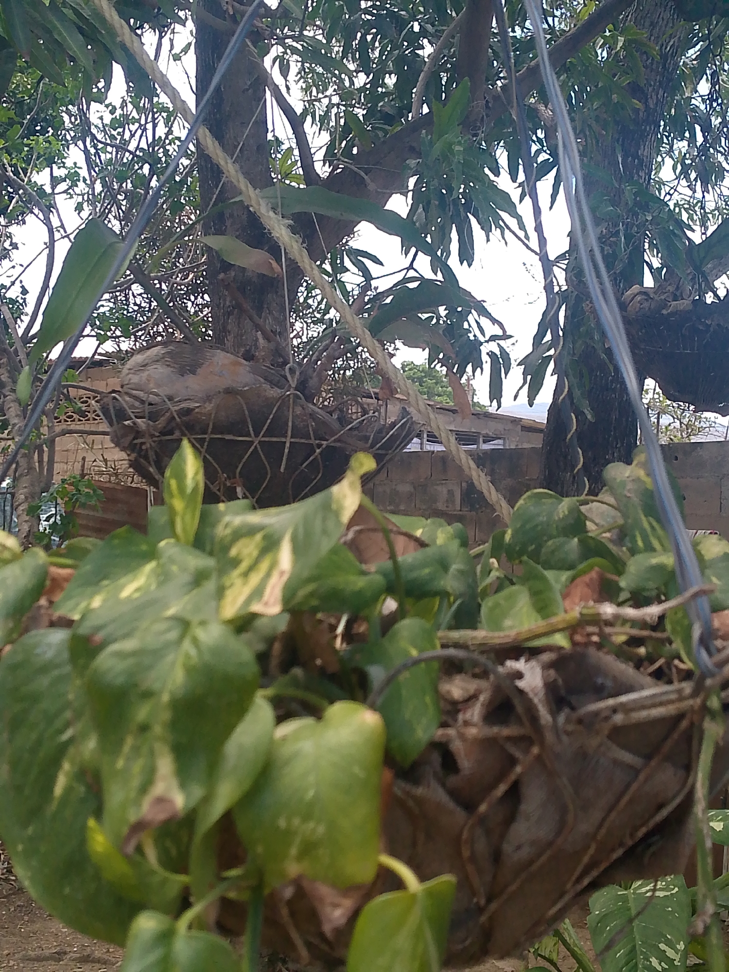 The image depicts a hanging plant in an outdoor environment, presumably in a residential area. The plant, with its green and variegated leaves, is suspended in a brown, woven basket. In the background, two trees with thick trunks are visible. A section of a wall constructed of light-colored blocks or bricks is also seen, as well as portions of a building.
While it cannot be proven based on the image alone, the prompt indicates this photograph was taken in Juan Griego, Venezuela. Without additional details or information, I cannot independently confirm its location.