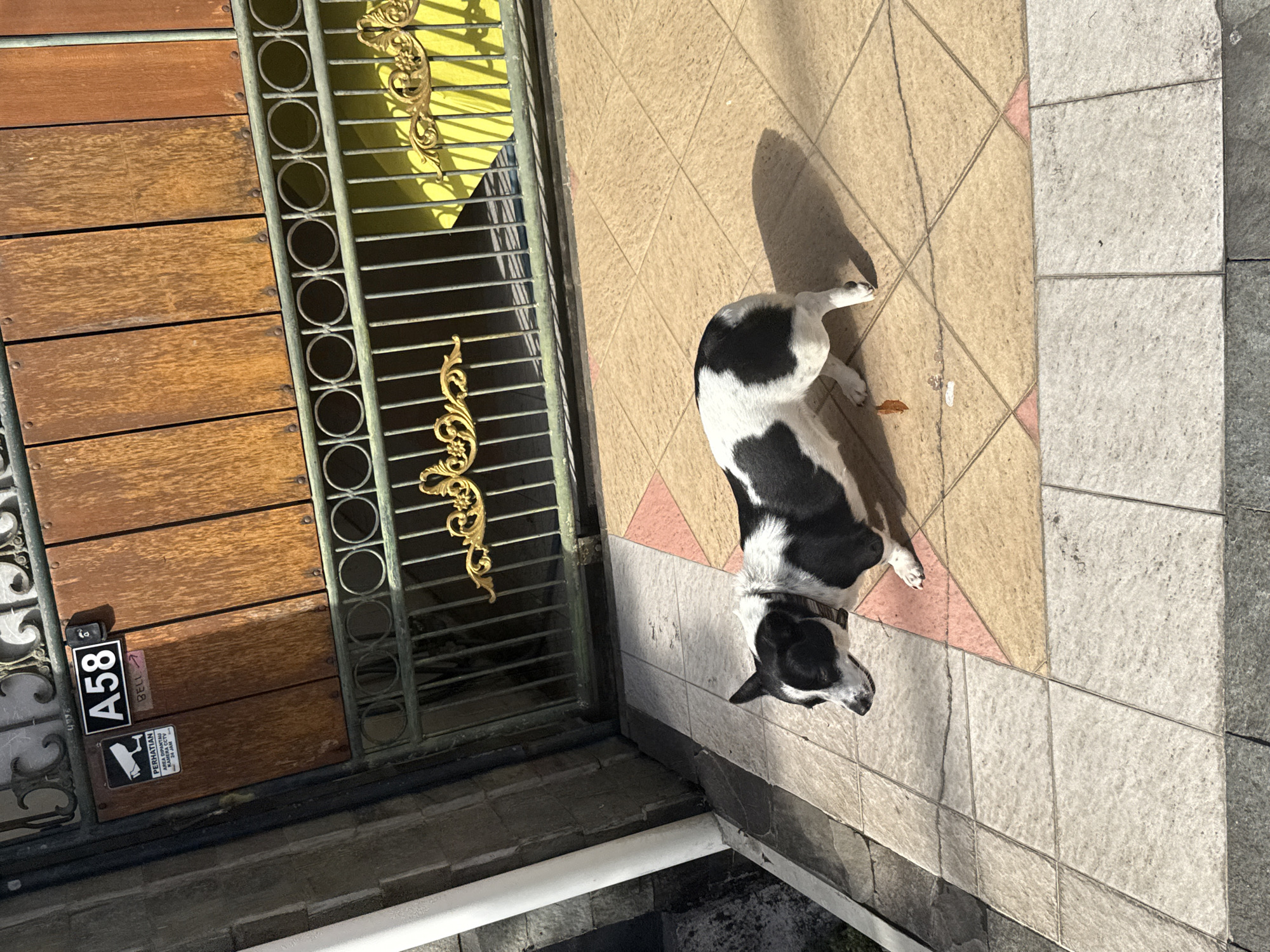 In Kuta Selatan, Indonesia, a black and white dog stands on a patterned tiled patio in front of a wooden gate. The gate has a metal grill with decorative gold accents. A sign on the gate reads "A58" and a smaller sign below it displays a CCTV camera icon and text in Indonesian. The dog is facing left, with its body slightly angled. Sunlight casts a shadow of the dog on the patio. The environment appears to be outdoors, possibly a residential or commercial property entrance.