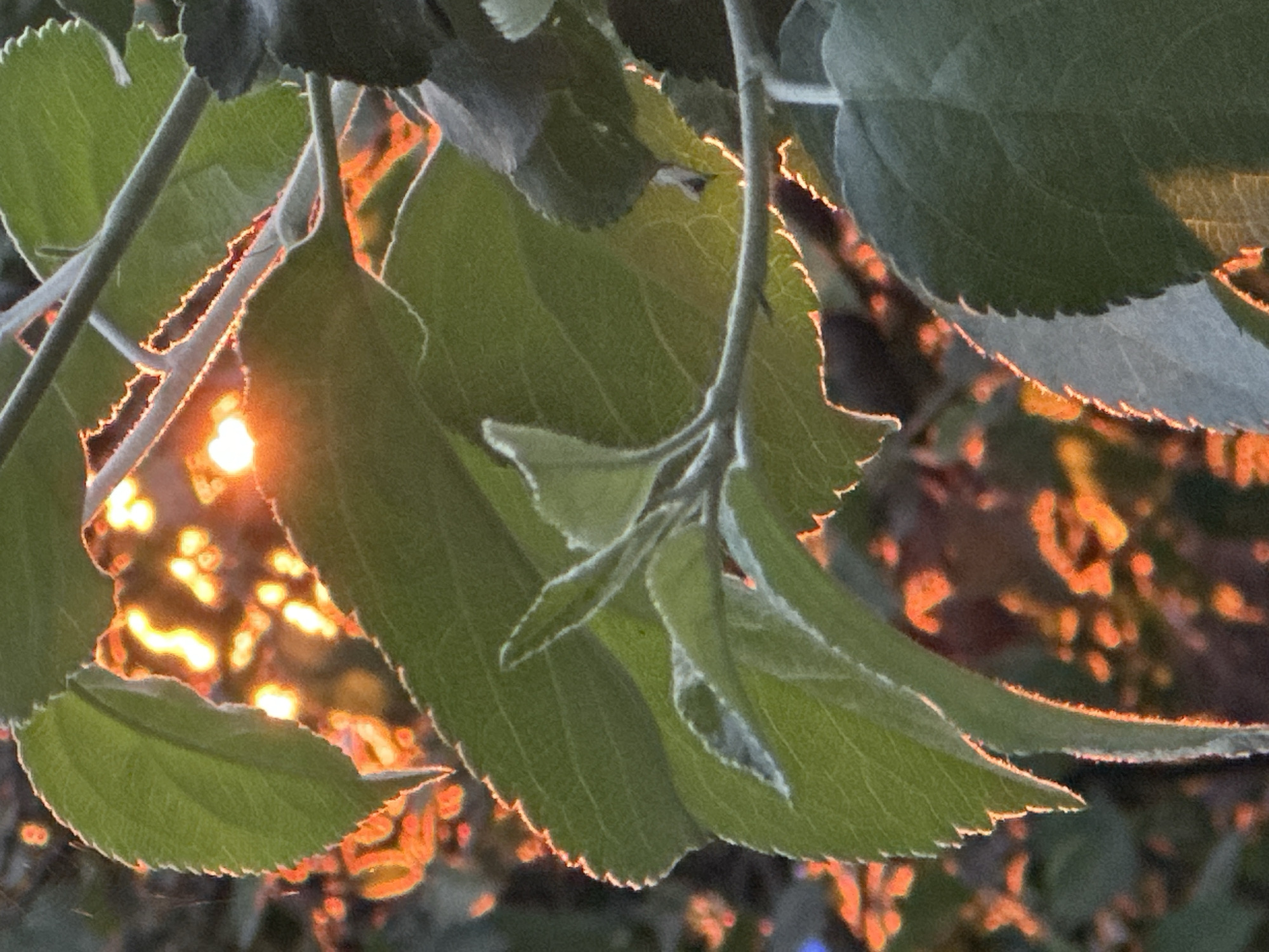 The image shows a close-up view of green leaves, backlit by the warm light of the setting sun. The leaves have jagged edges and a velvety texture. The light creates a glowing orange outline around the leaves, contrasting with the darker background of blurred foliage and bokeh. The leaves appear to be part of a tree or bush. The scene evokes a natural setting, possibly a garden or park. The location is Chaikovsky, Russia.