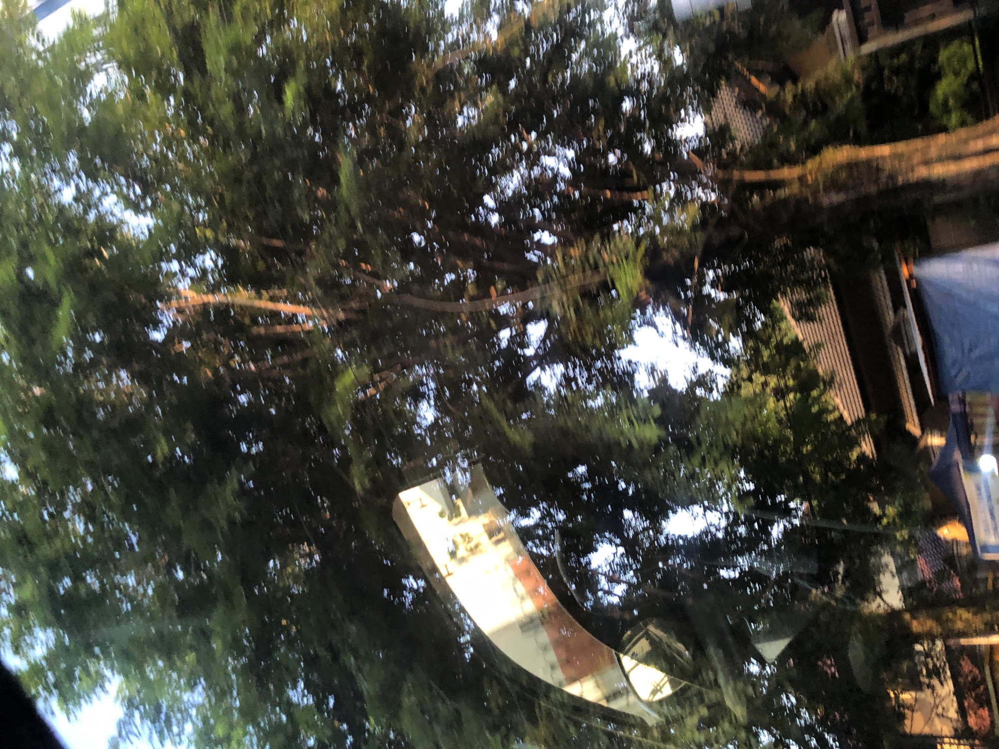The image, captured from a moving vehicle in Medan, Indonesia, shows a view through a car windshield. Lush green trees dominate the scene, with sunlight filtering through their leaves, creating dappled patterns. A prominent, curved chrome object, possibly a side mirror or a decorative car accessory, is reflected in the windshield on the left side of the frame, showing a distorted image of buildings and the sky. In the background, glimpses of buildings with tiled roofs are visible through the foliage. The motion blur indicates the photograph was taken while the vehicle was in transit. The environment appears to be a roadside setting within the city, characterized by the presence of mature trees and residential or commercial structures.