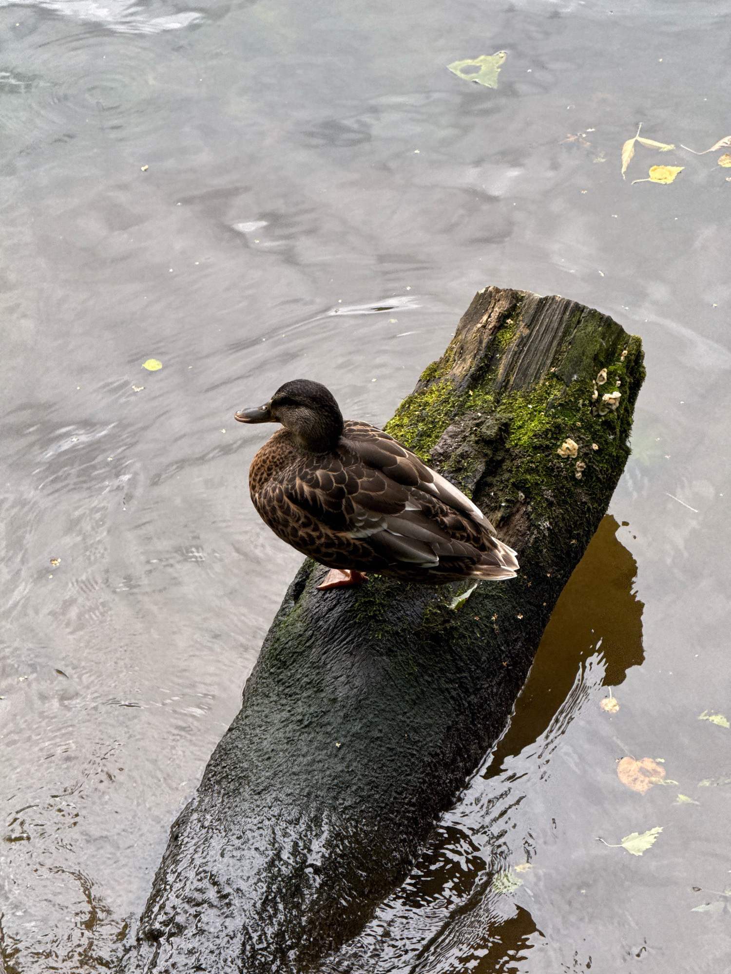 A duck is perched on a moss-covered log floating in murky water. The log is dark and rough, with patches of green moss and some white growths that appear to be fungi. The duck is facing left, with its head turned slightly to the right. Its feathers are a mottled brown and black. Several fallen leaves are visible on the surface of the water, some appearing yellow and others green. The water has a rippled texture, suggesting a gentle current. The overall scene is natural and serene, likely found in a park or natural body of water within Moscow, Russia.