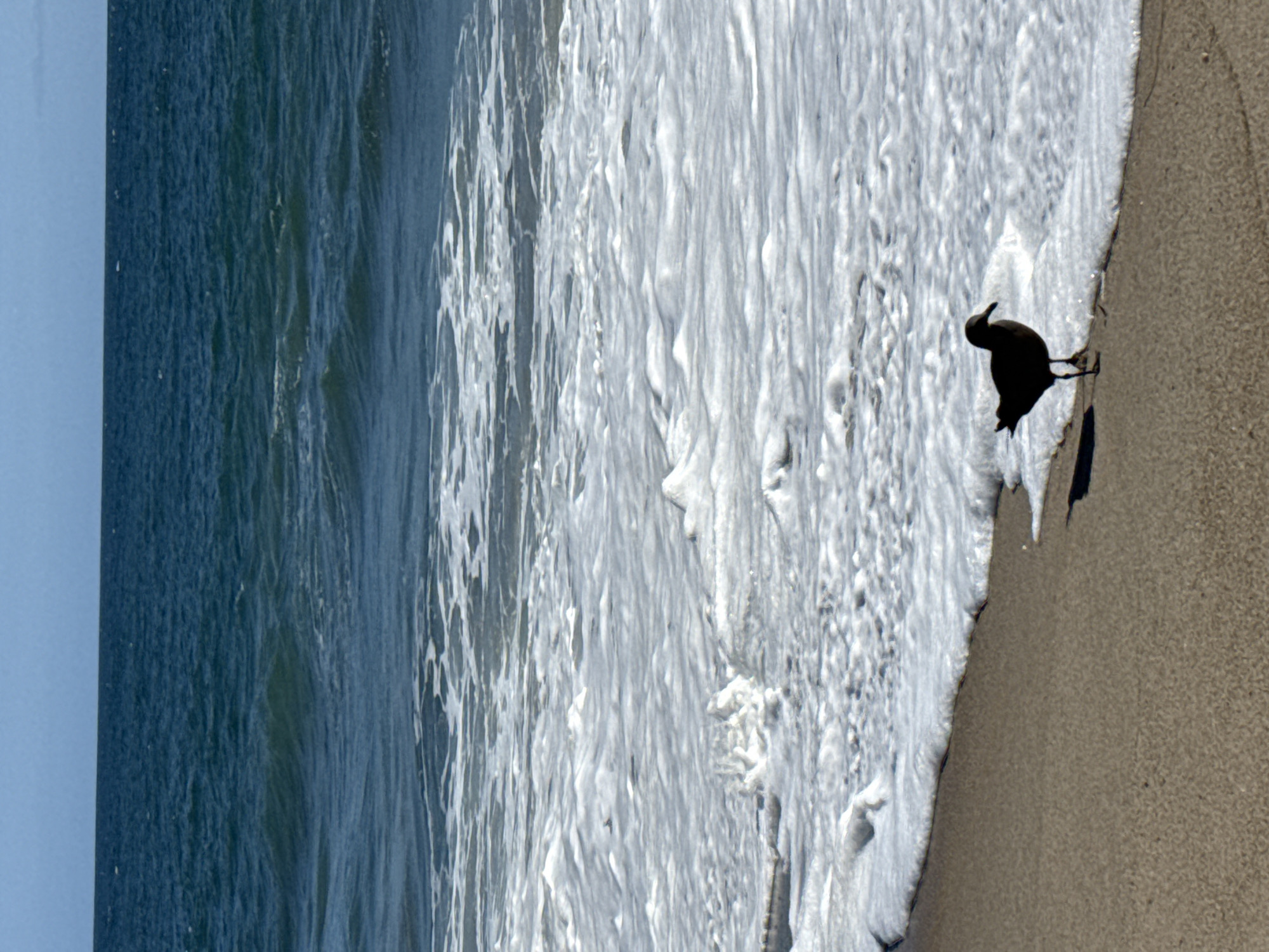 A solitary seagull stands on a wet sandy beach in Malibu, California, facing the ocean. The bird is silhouetted against the foamy white edge of a wave that has just receded. The ocean water is a deep blue, with smaller waves and whitecaps visible in the background. The sky above is clear and a pale blue. The sand is a light brown color. The image captures a moment of tranquility at the coast.