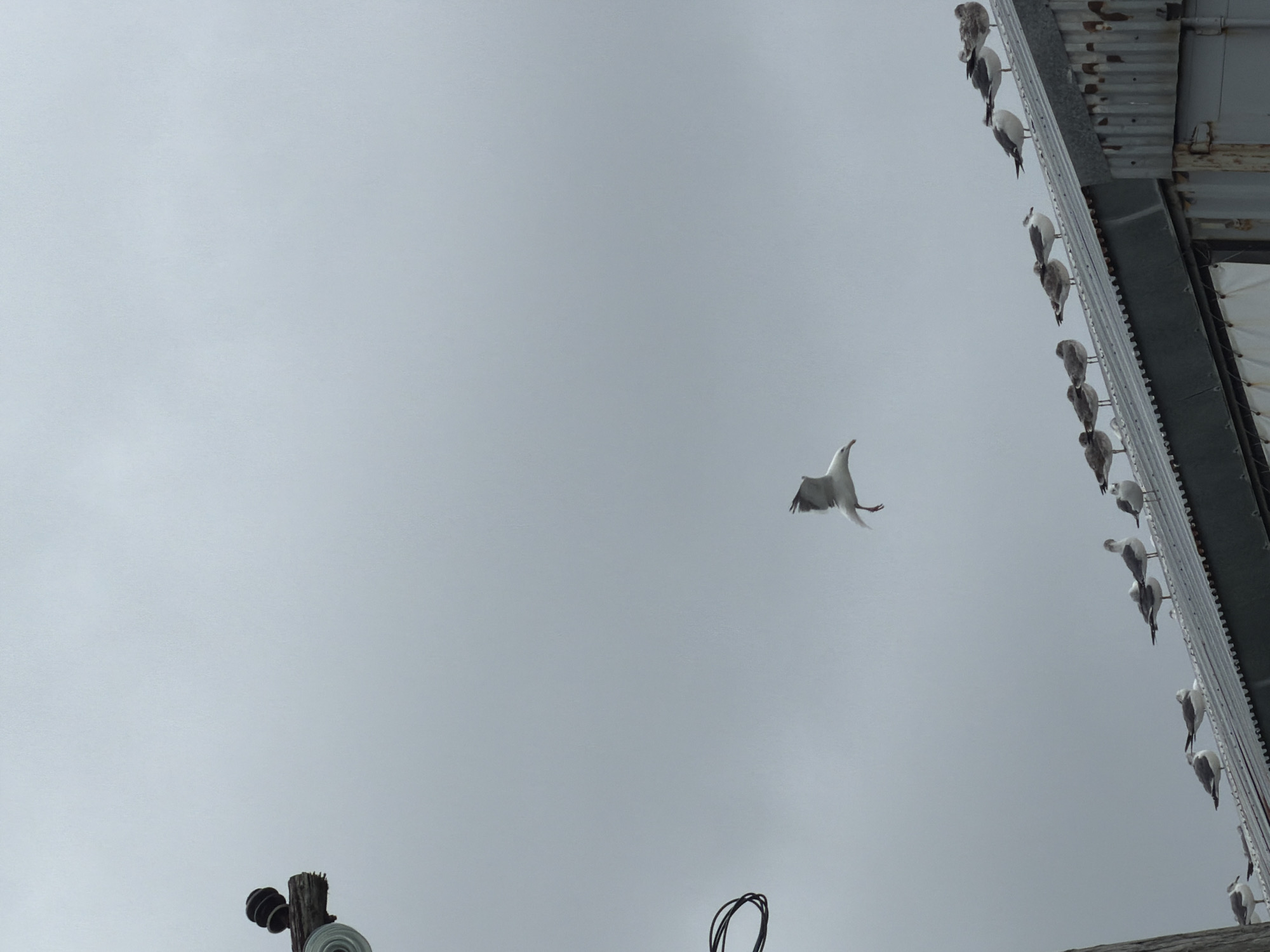 A flock of seagulls is perched on a corrugated metal roof of a building, with one seagull in mid-flight above them. The sky is overcast and gray. To the left, a wooden pole with what appear to be electrical insulators is visible, along with some coiled wire. The image was taken in Yuzhno-Kurilsk, Russia.