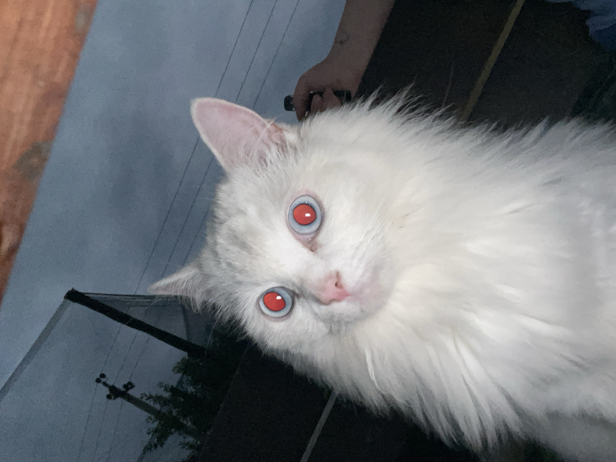 A white cat with bright red pupils and blue irises is looking up at the camera. The cat is fluffy and its face is mostly in focus, with the background blurred. In the background, there is a dark sky with a power line and some trees visible. There is also a hand holding a small black object, possibly a vape pen, on the right side of the image. The scene appears to be outdoors, possibly in a residential area, given the power line and trees. The overall lighting is dim, suggesting it is either dusk or nighttime. The location in the city of Khokhryaki, Russia, is not specified in the image itself, and there are no visual cues to confirm this specific location.