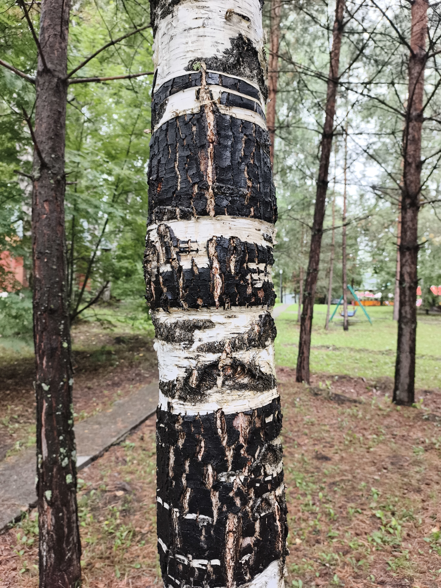 A close-up, eye-level shot focuses on the trunk of a birch tree in a park-like setting. The tree trunk, textured with black and white bark, is prominently positioned in the foreground, occupying the majority of the frame. In the background, other trees are visible, along with a paved pathway and a grassy area. Further in the distance, playground equipment, including a swing set and a slide, can be seen, suggesting the location is a public park or recreational area. The sky is overcast, contributing to the muted lighting conditions. The overall scene depicts a natural environment within an urban or suburban context. The specific location is identified as Катунь, Russia. There are no people visible in the image.
